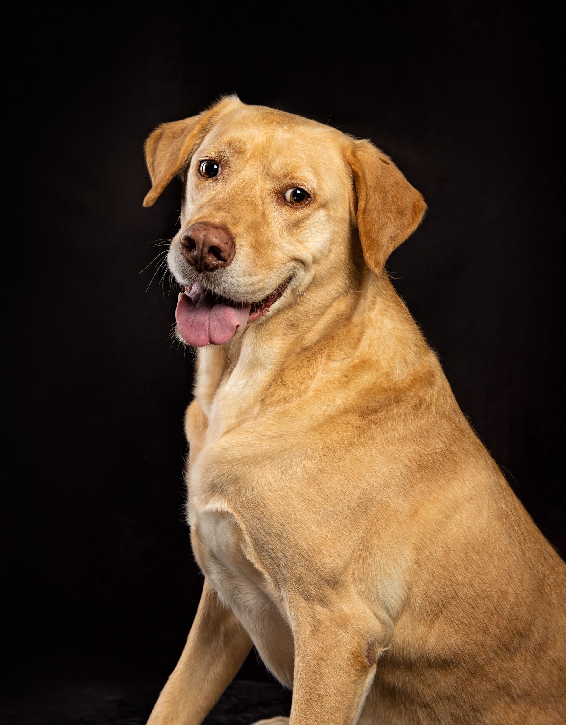 A close up of a yellow Labrador Retriever dog with its tongue out on a black background.