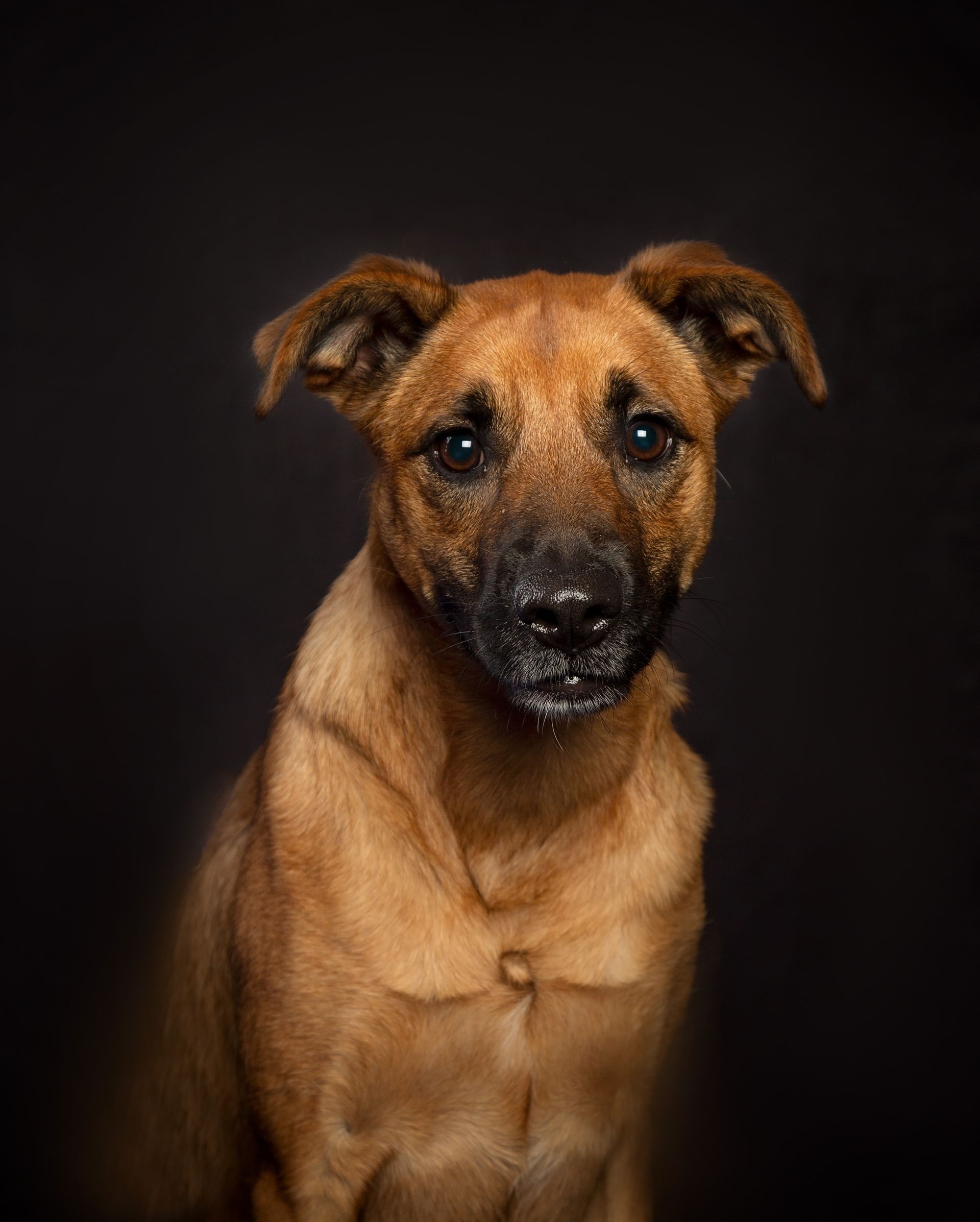 A brown dog is sitting in front of a black background and looking at the camera.