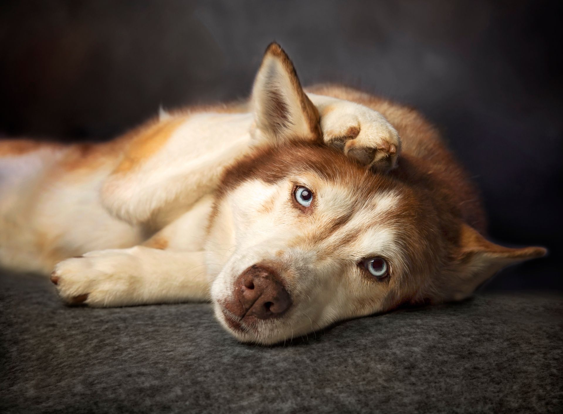A husky dog is laying down with its paw on its head.
