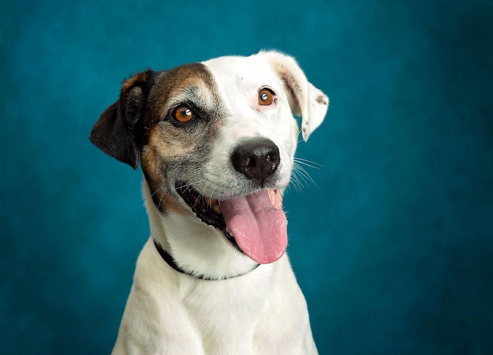 A white and brown dog with its tongue hanging out is sitting in front of a blue background.