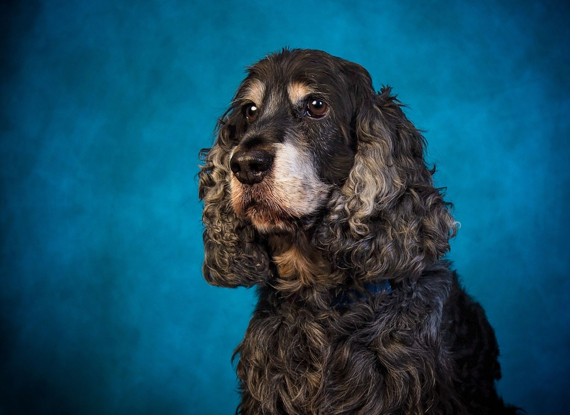 A black and beige cocker spaniel is sitting on a blue background and looking at the camera.
