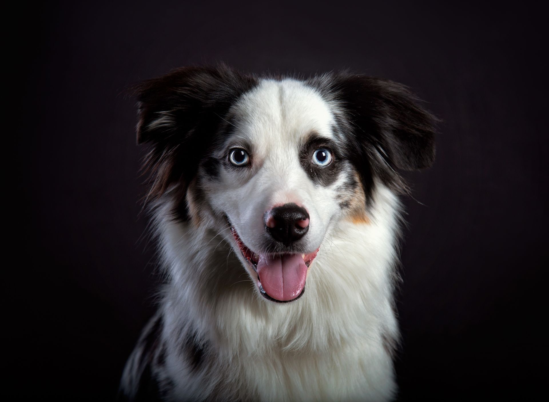 A black and white Aussie border collie dog is looking at the camera with its tongue hanging out.