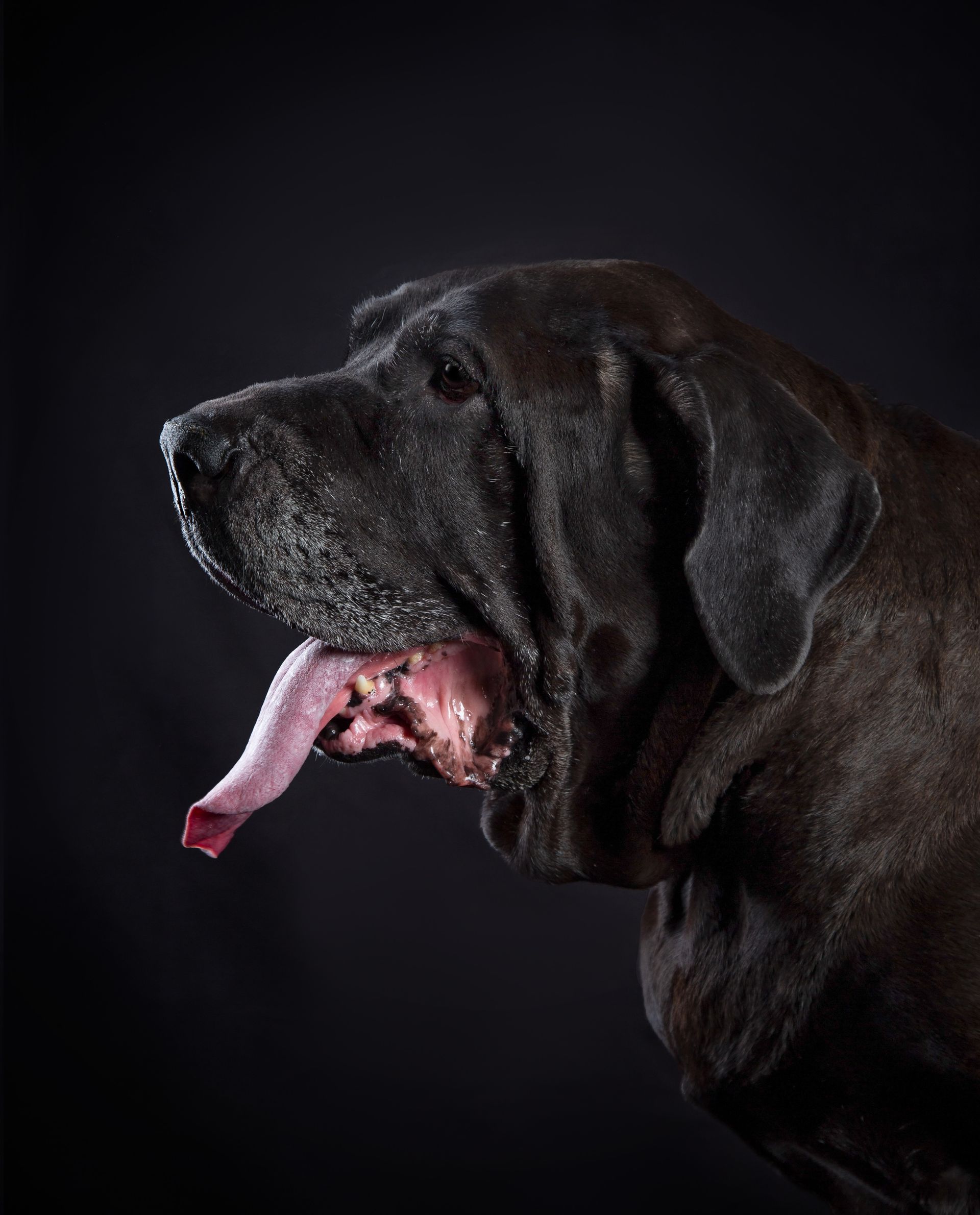 a profile headshot of a black dog with its tongue hanging out on a black background.