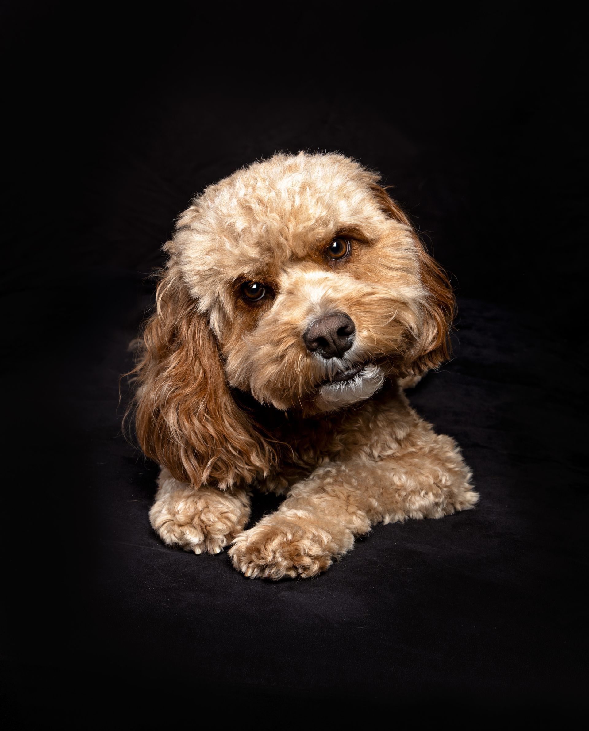 A brown dog is laying down on a black background and looking at the camera with an attentive head tilt .