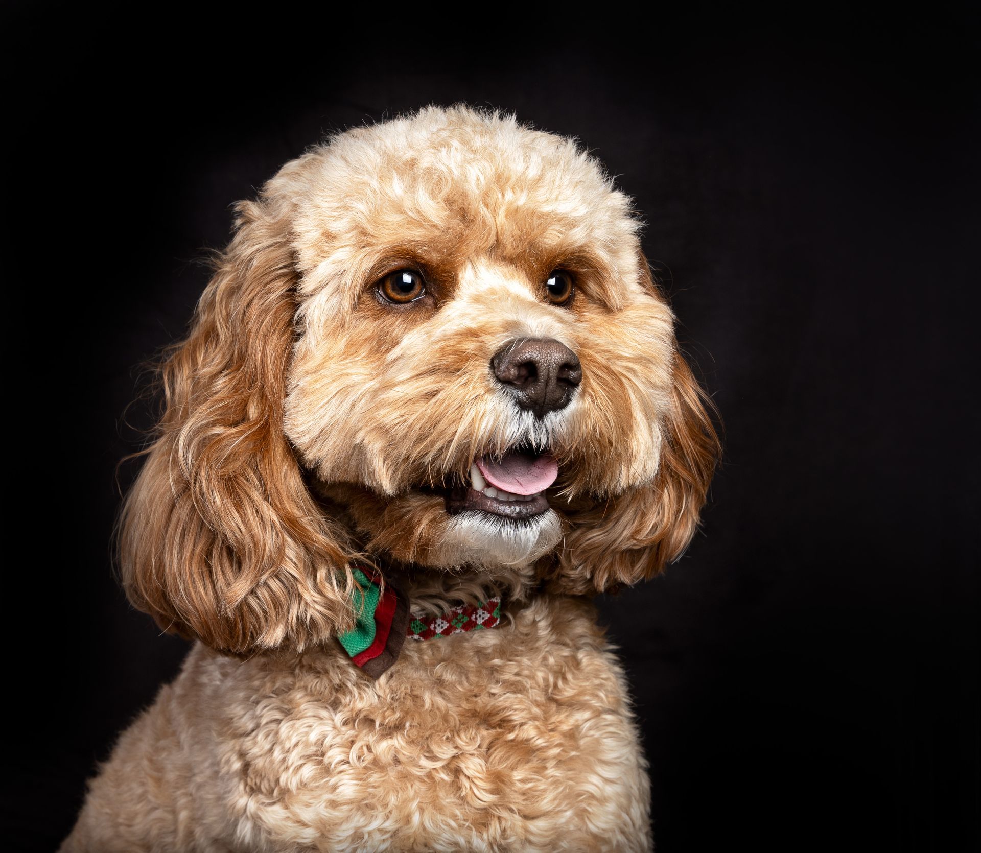 a brown cavapoo dog with a red collar is sitting on a black background .