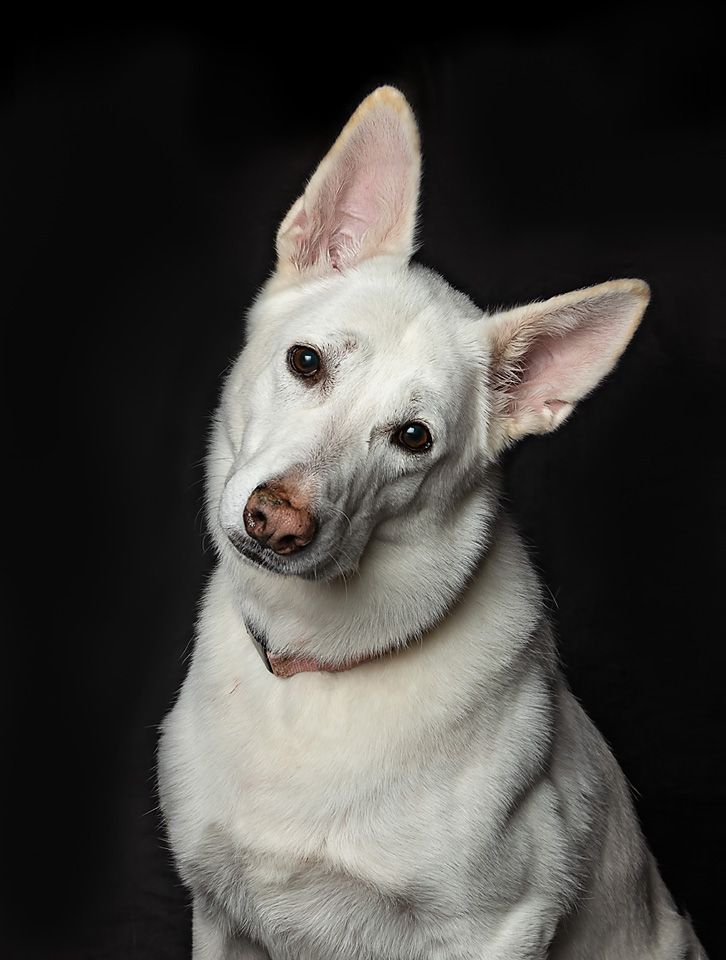 a white dog is sitting on a black background and looking at the camera .