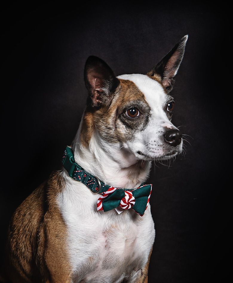 a brown and white dog wearing a green bow tie.
