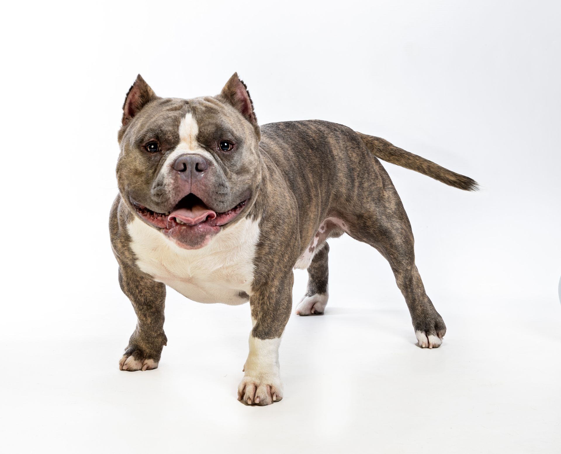 A small brown and white dog is standing on a white background.