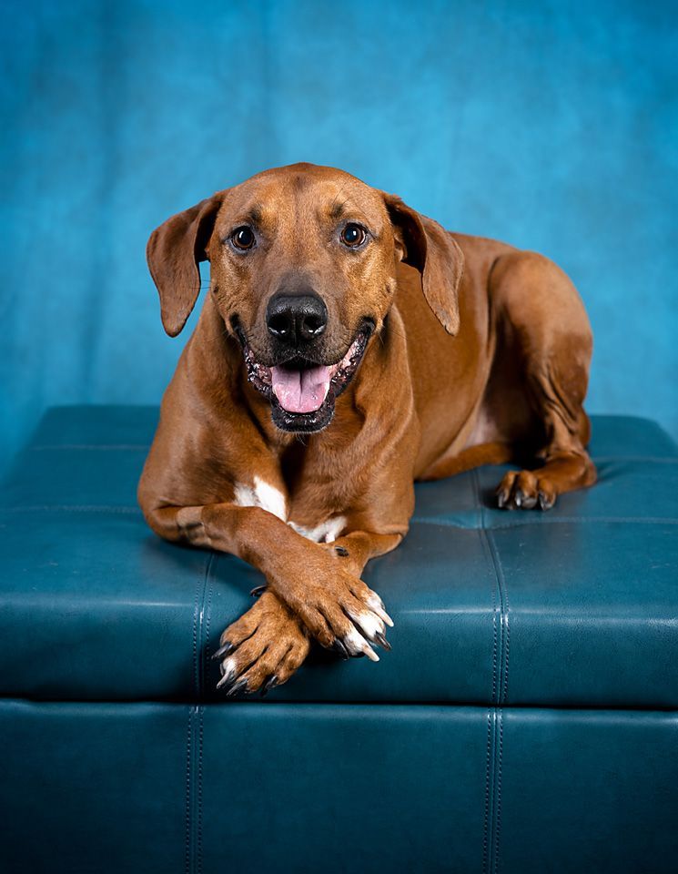 A smiling brown dog is laying on a blue ottoman with his front paws crossed.
