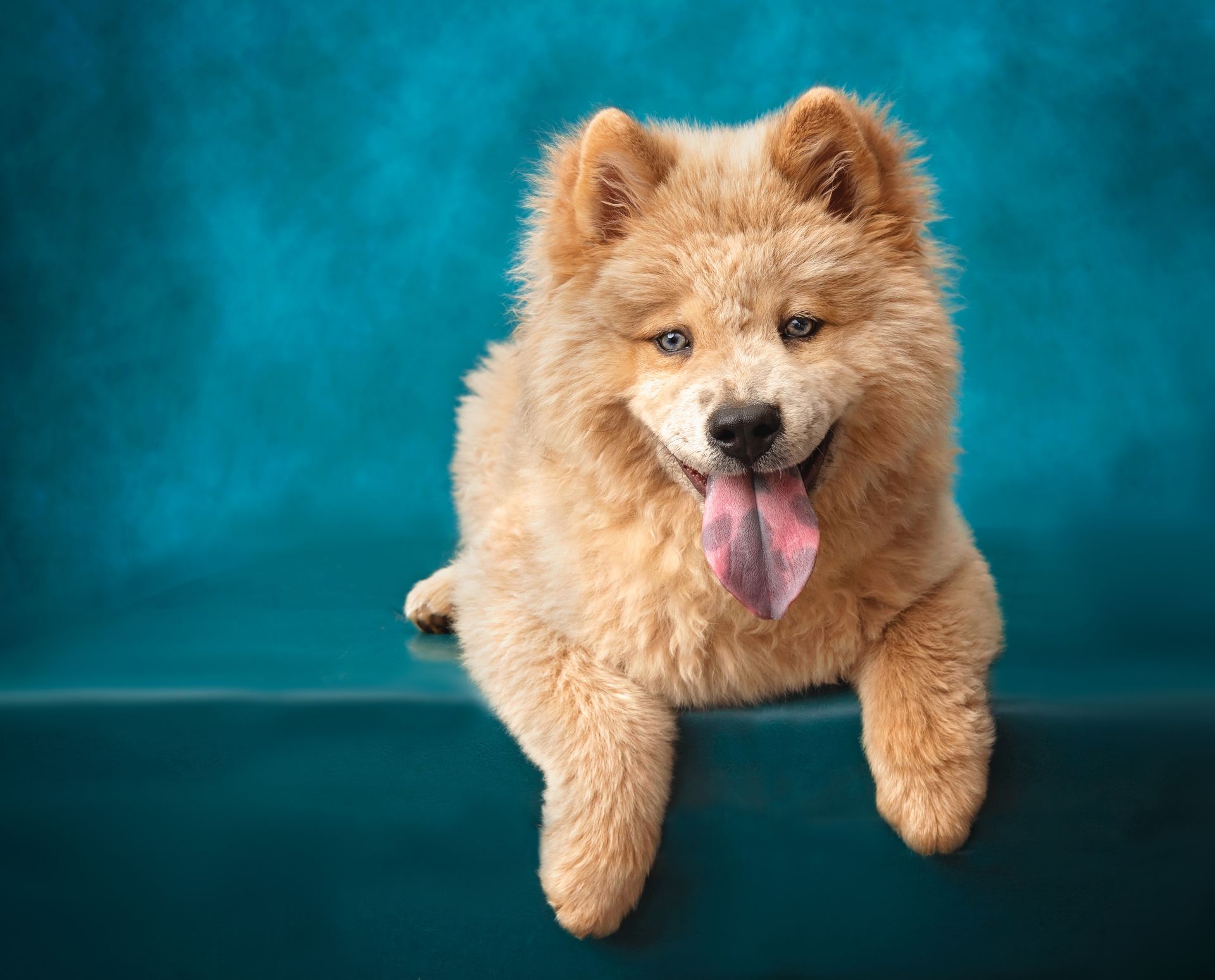 A chow chow puppy is laying on a blue couch with its tongue hanging out.