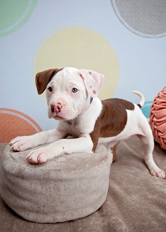 A brown and white puppy is laying on a small ottoman.