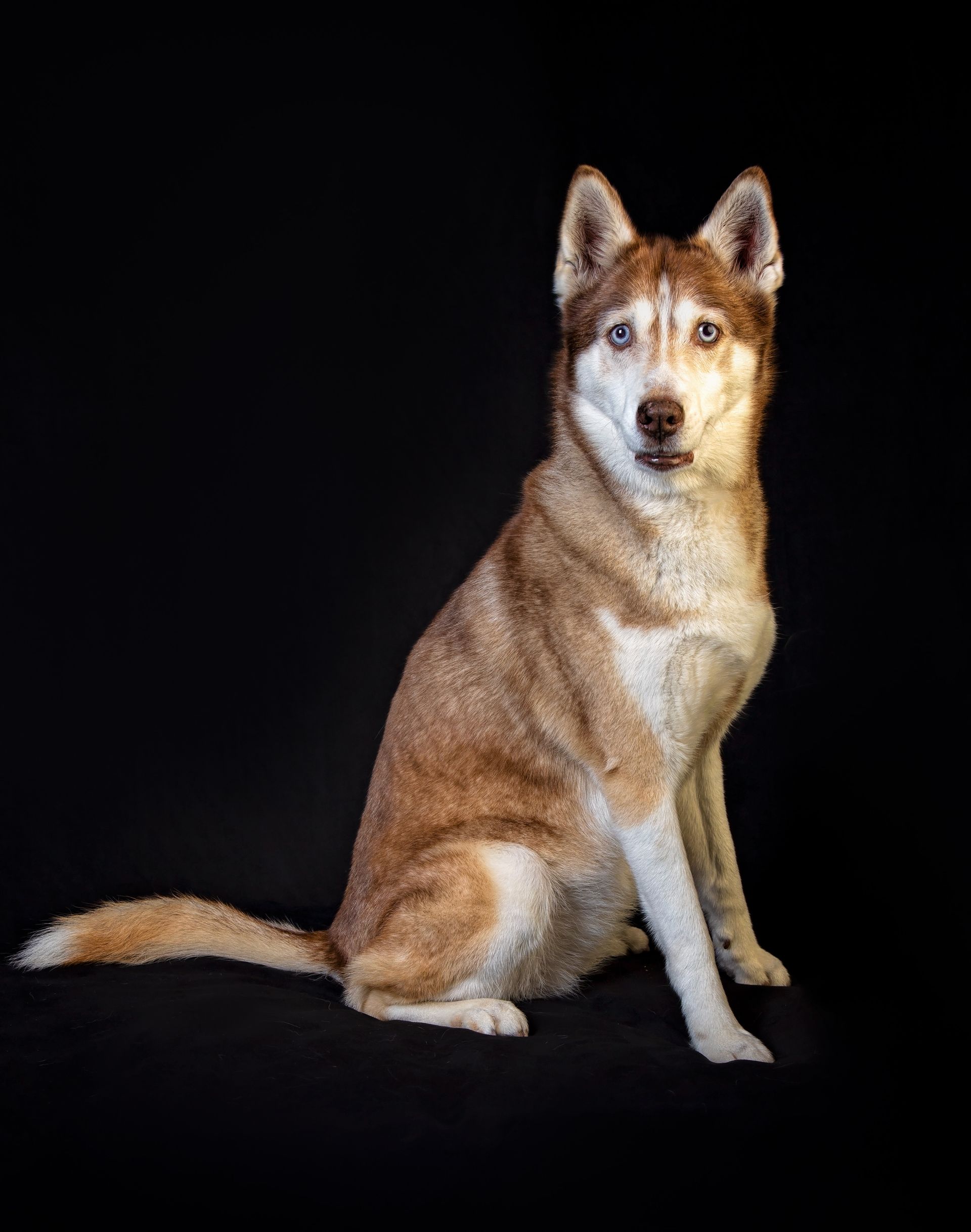 A husky dog is sitting on a black background and looking at the camera.