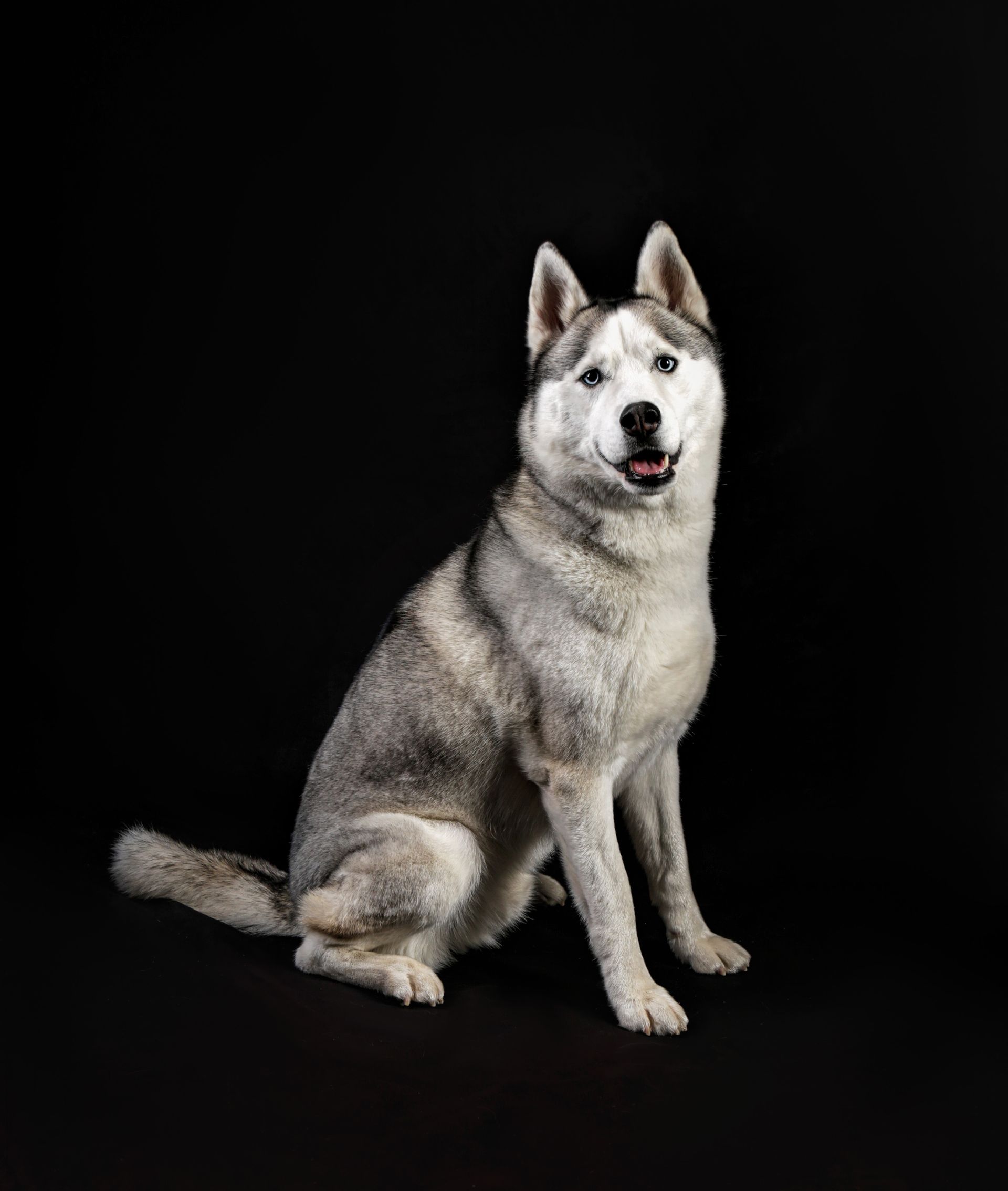 A husky dog is sitting on a black background and looking at the camera.