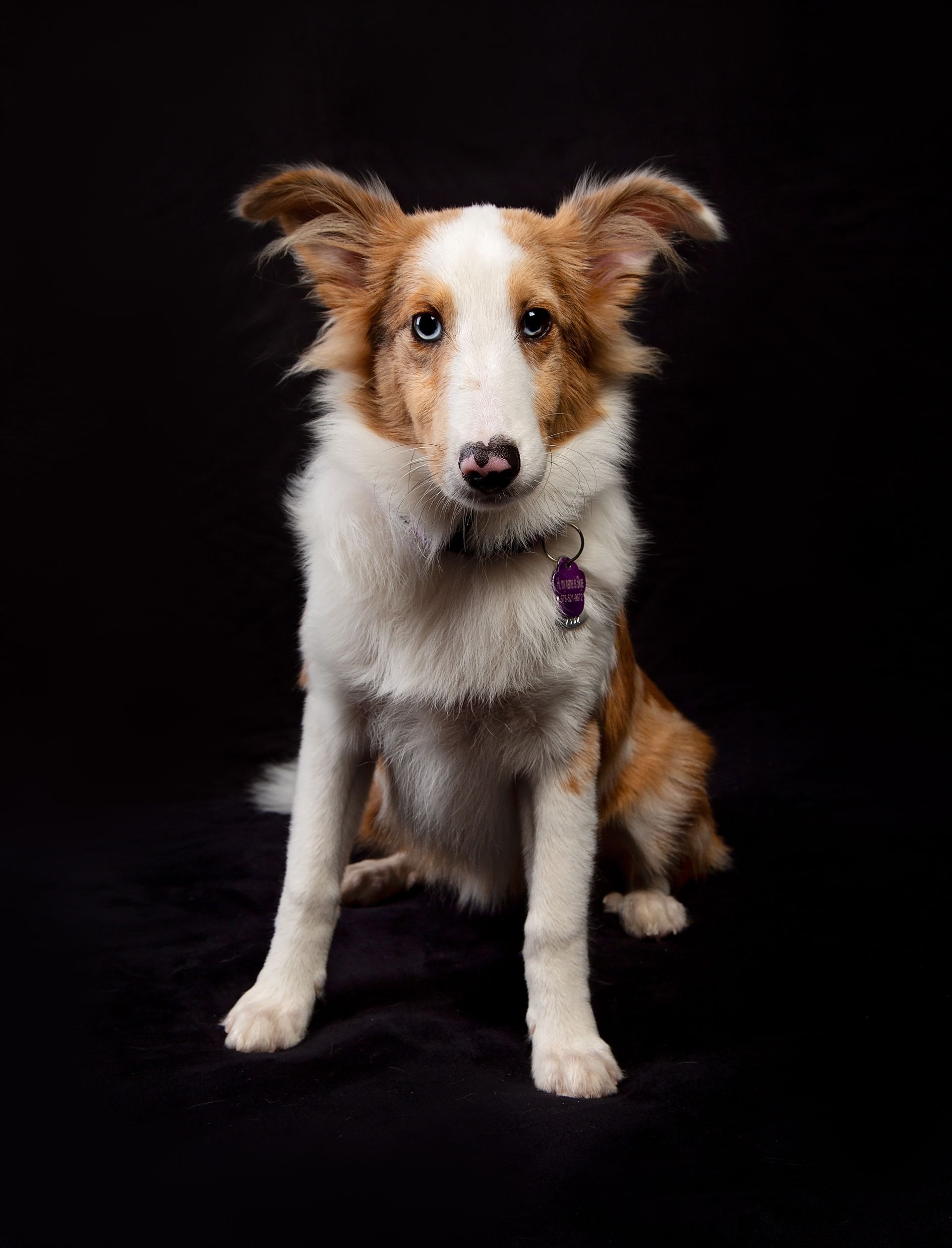 A brown and white dog is sitting on a black background and looking at the camera.