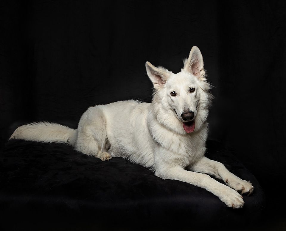 A white German shepherd dog is laying down on a black background.