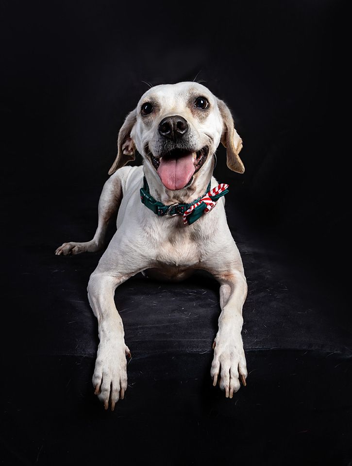 A white dog is laying down on a black surface with its tongue hanging out.