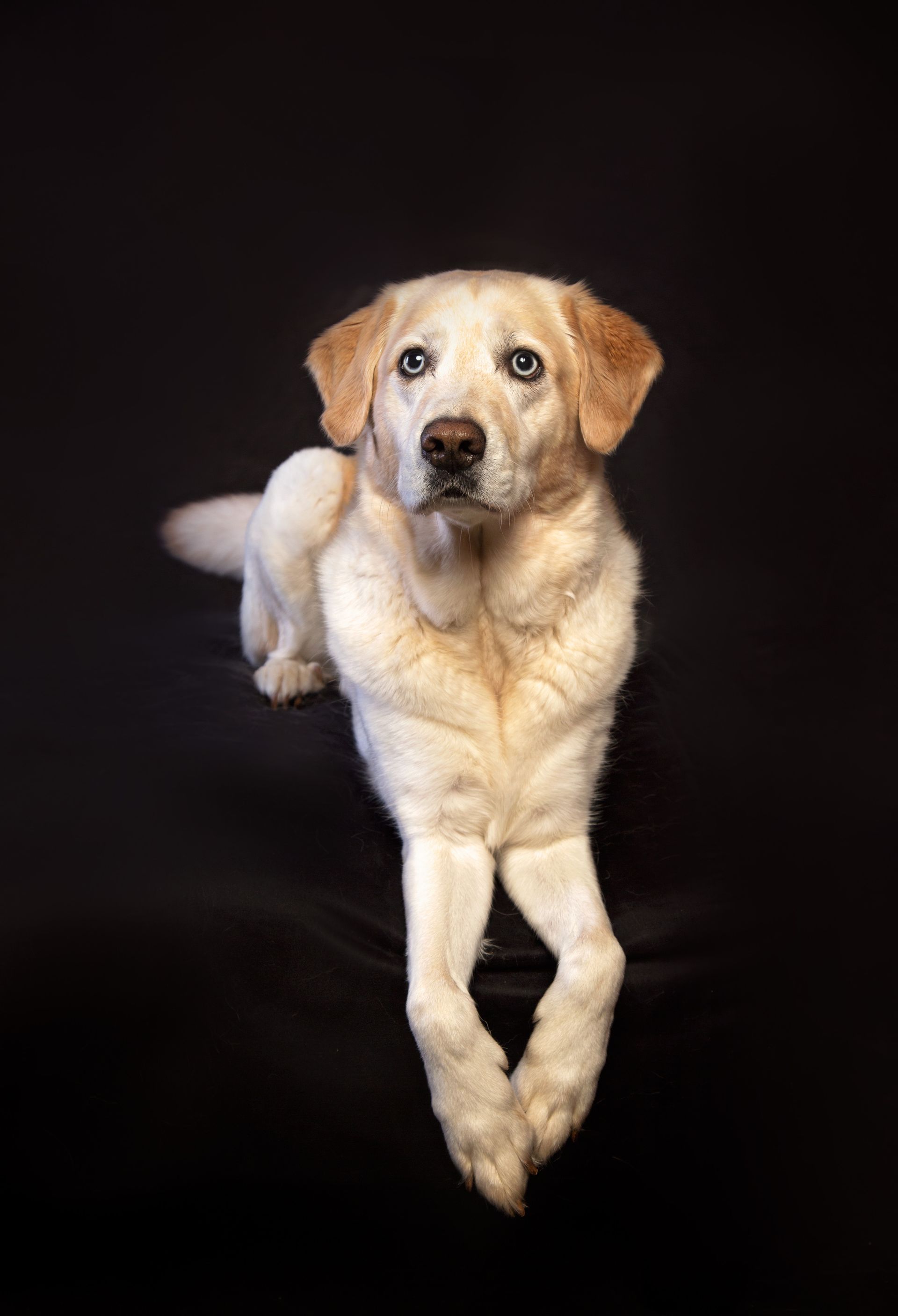 A yellow labrador retriever is laying down with its legs crossed on a black background.