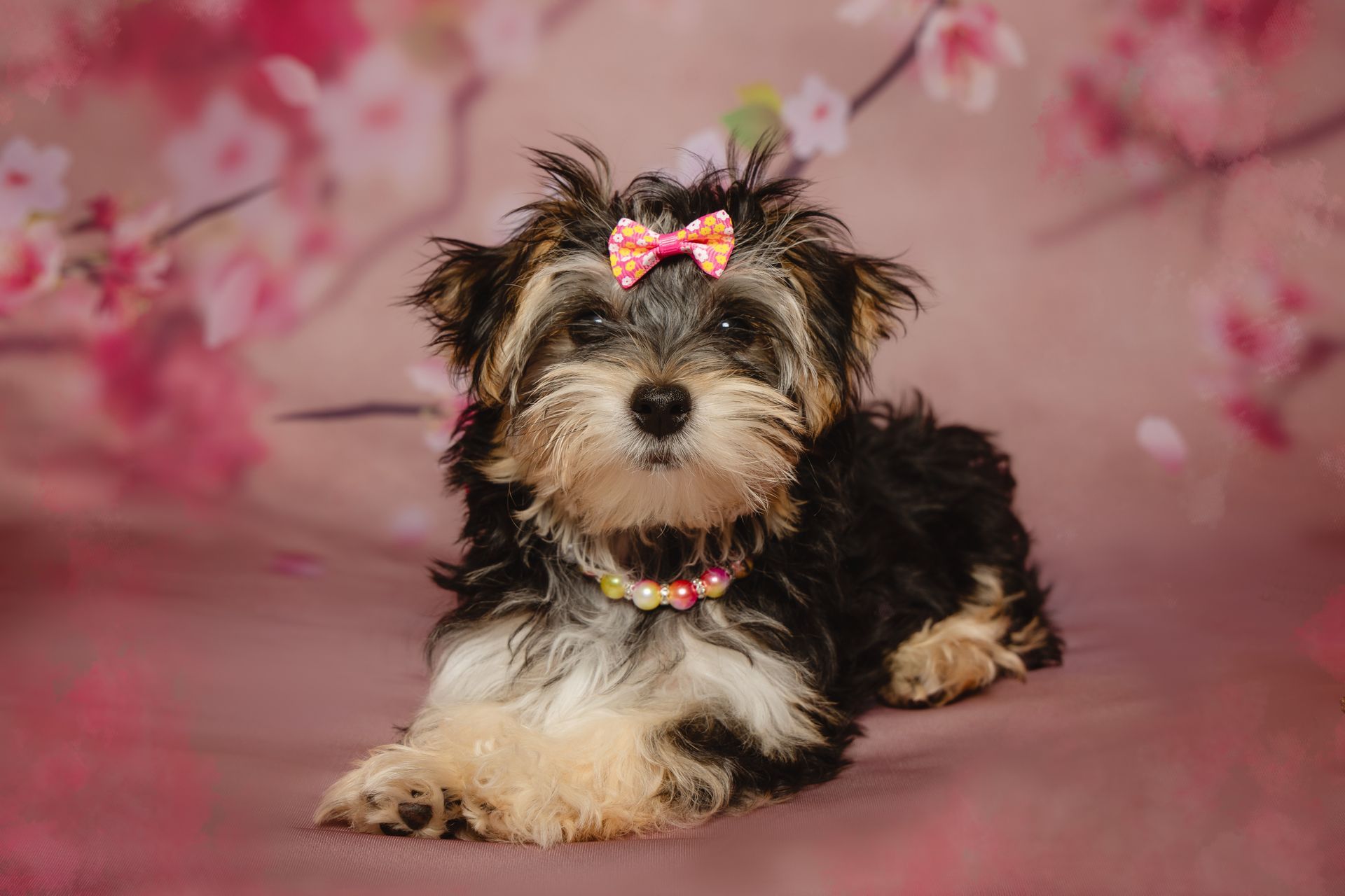 A small dog with a bow on its head is laying down on a pink background.