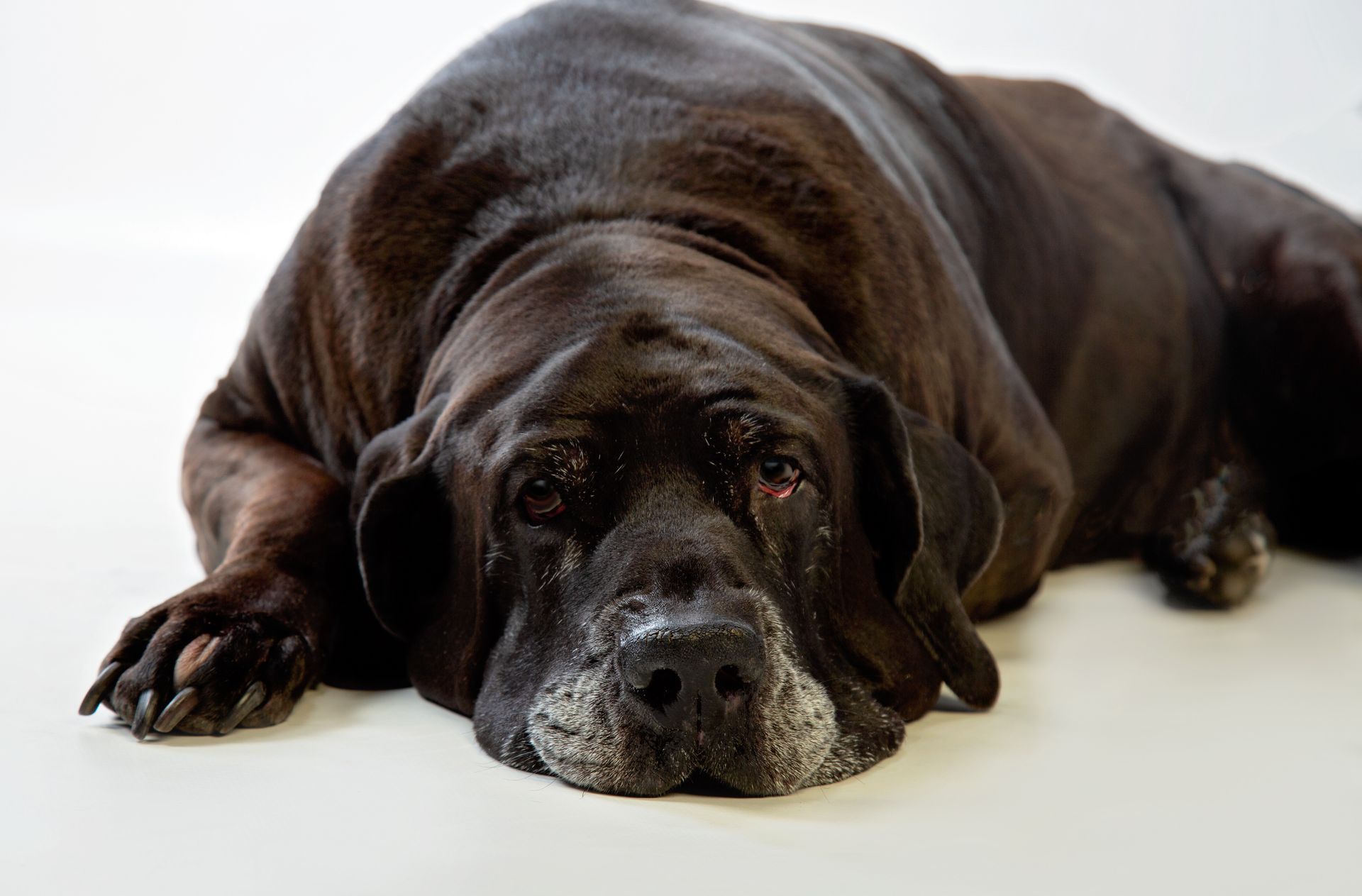 A black mastiff dog is laying down on a white surface looking at the camera.