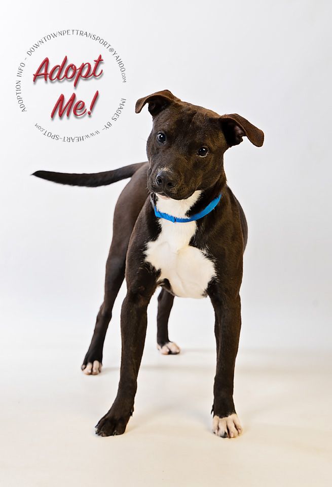 A black and white dog with a blue collar is standing on a white background.