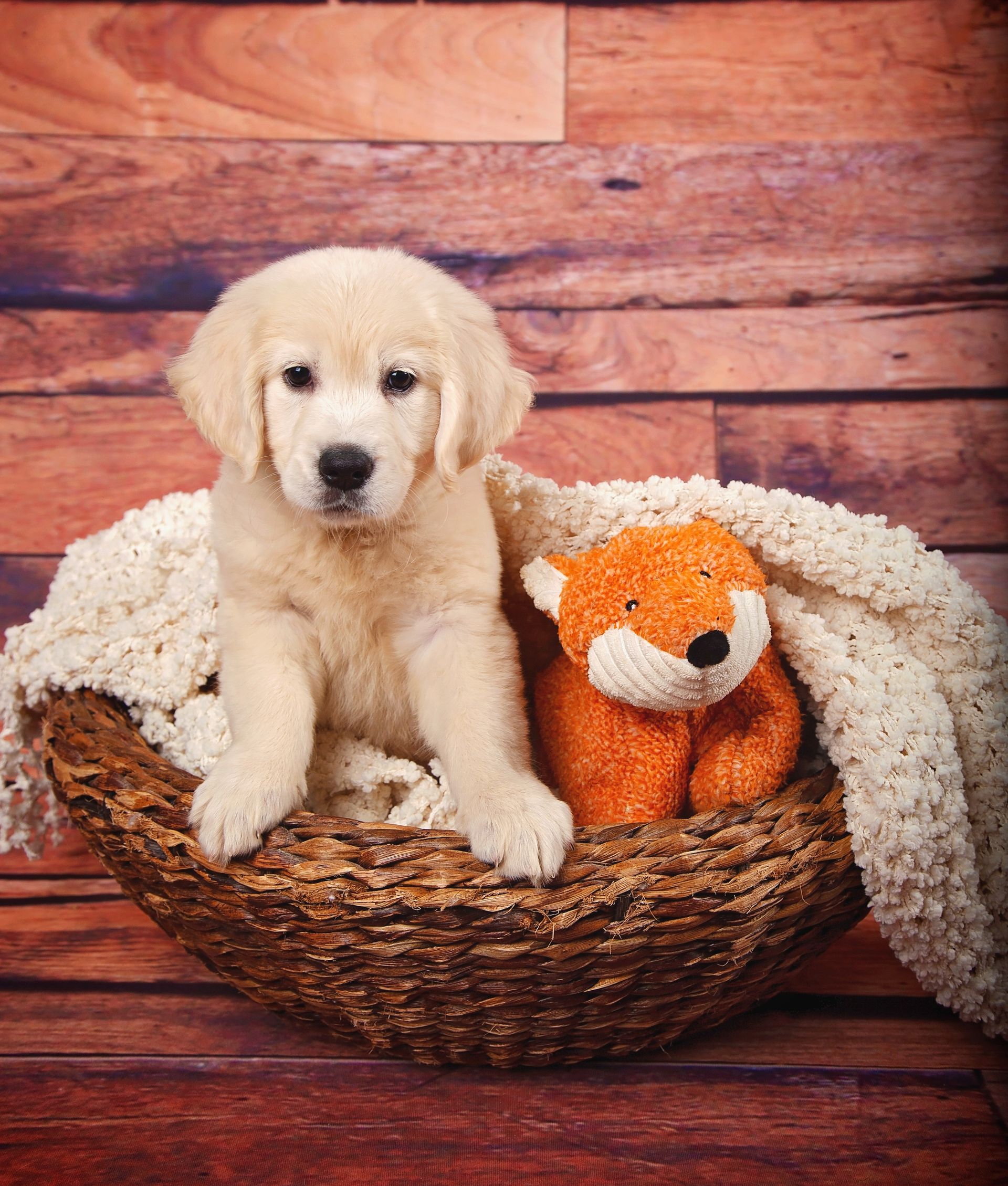 A puppy is sitting in a basket next to a stuffed animal.