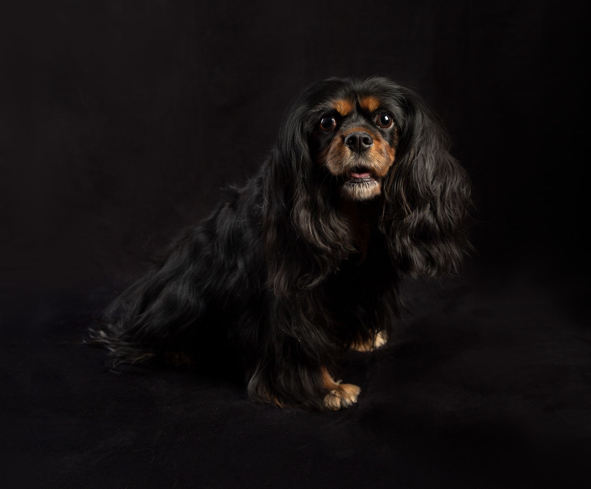 A black and brown cavalier king charles spaniel is sitting on a black background.
