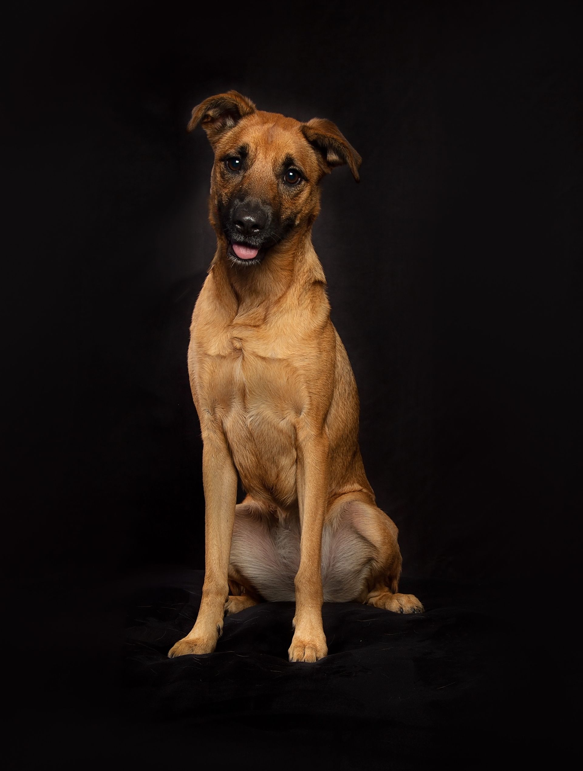 A brown dog is sitting on a black background and looking at the camera.