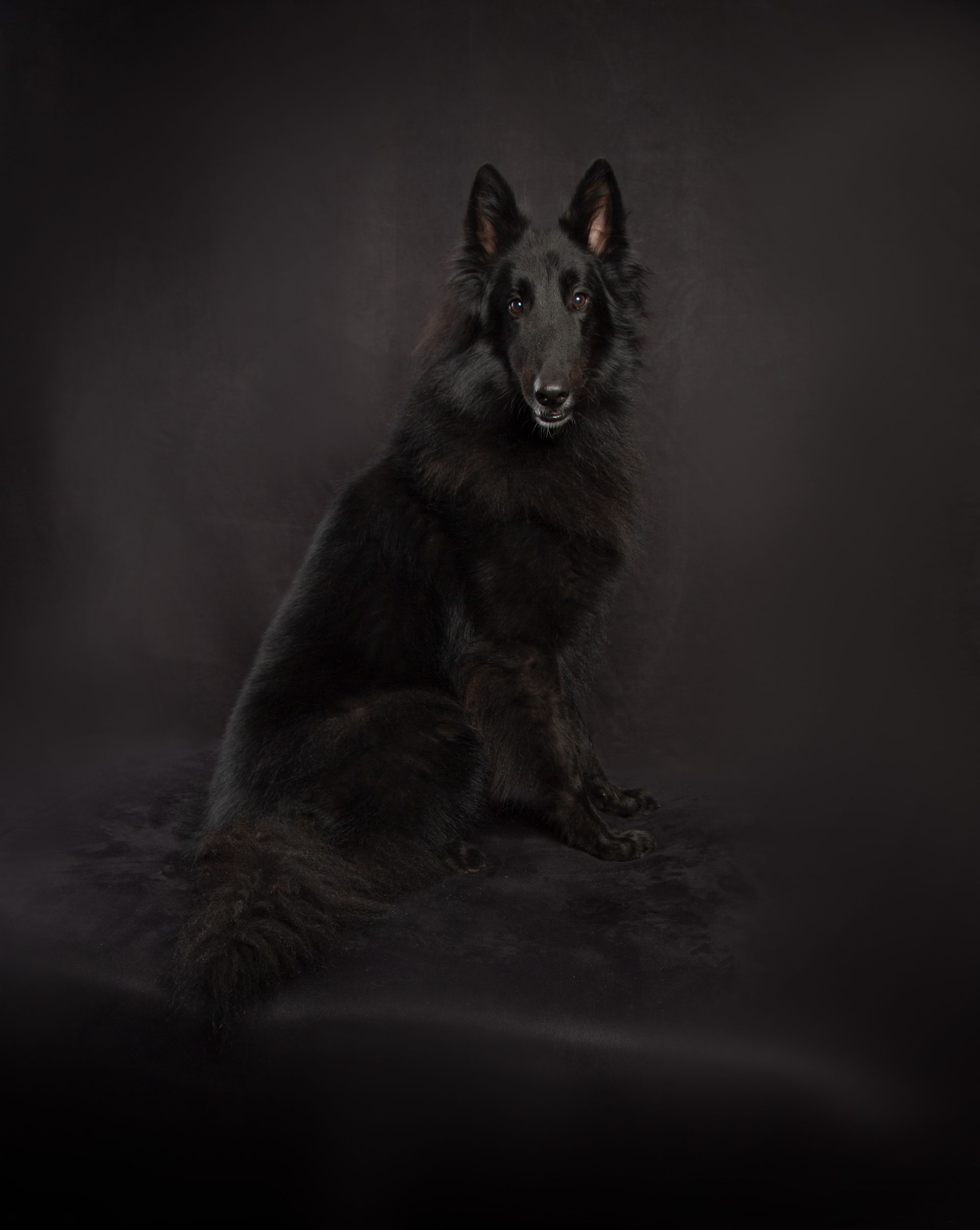 A black dog is sitting on a black surface and looking at the camera.