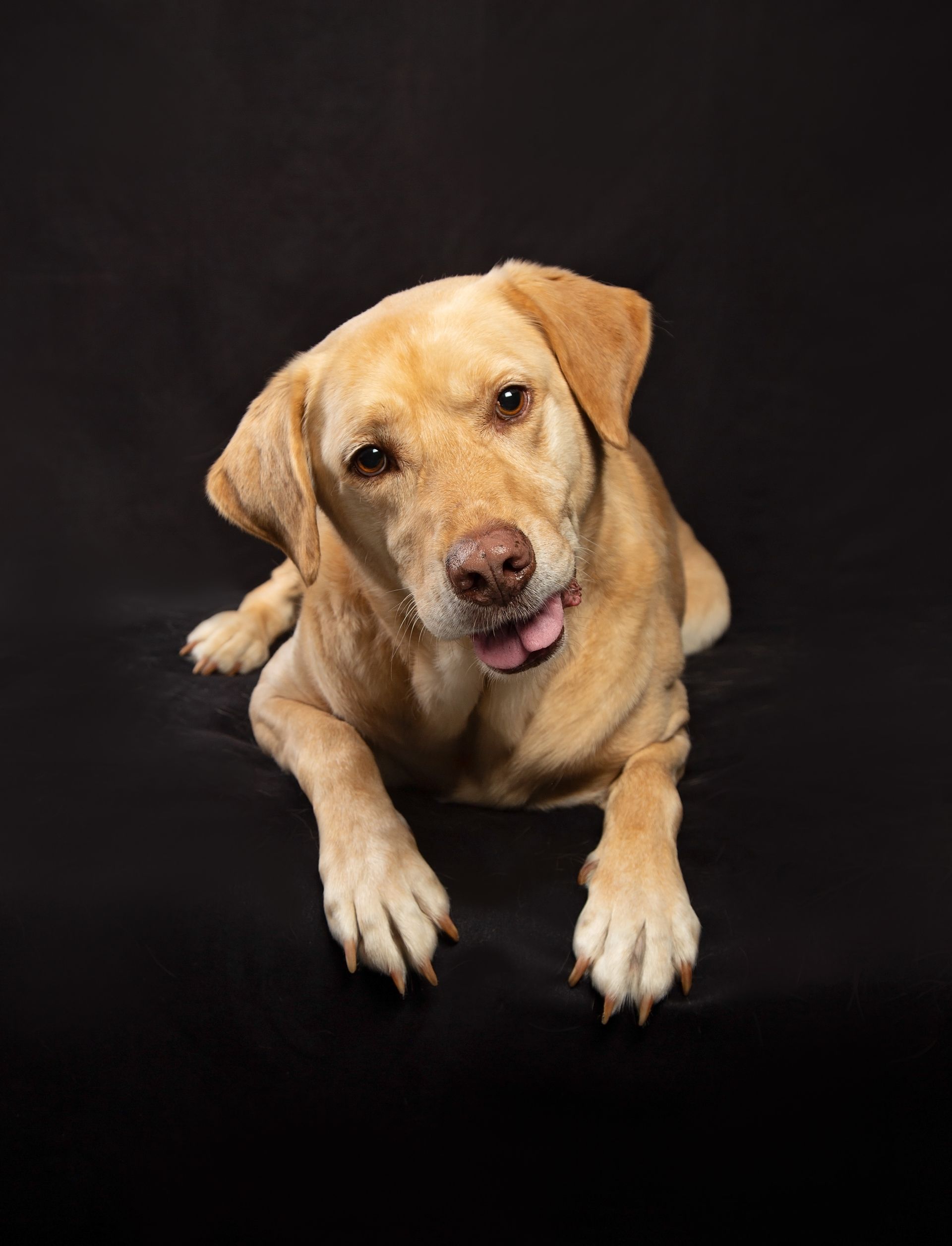 A dog is laying down on a black surface and looking at the camera.