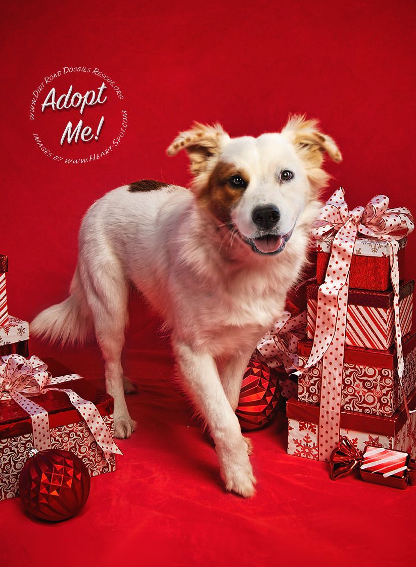 A white and brown dog is standing in front of a pile of christmas presents.