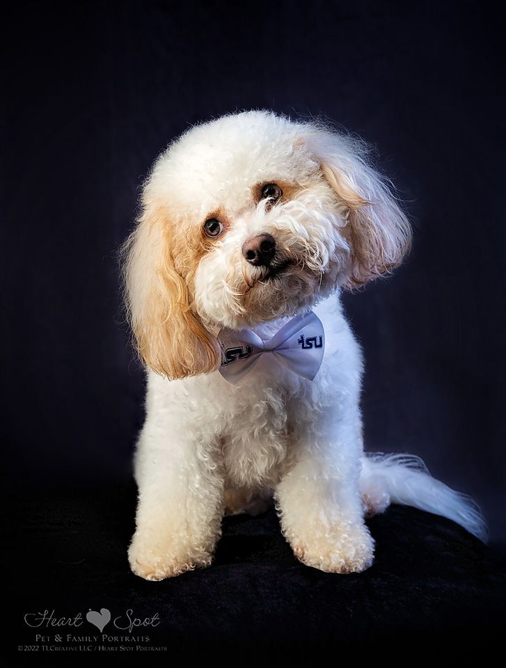 A small white poodle wearing a bow tie is sitting on a black surface.