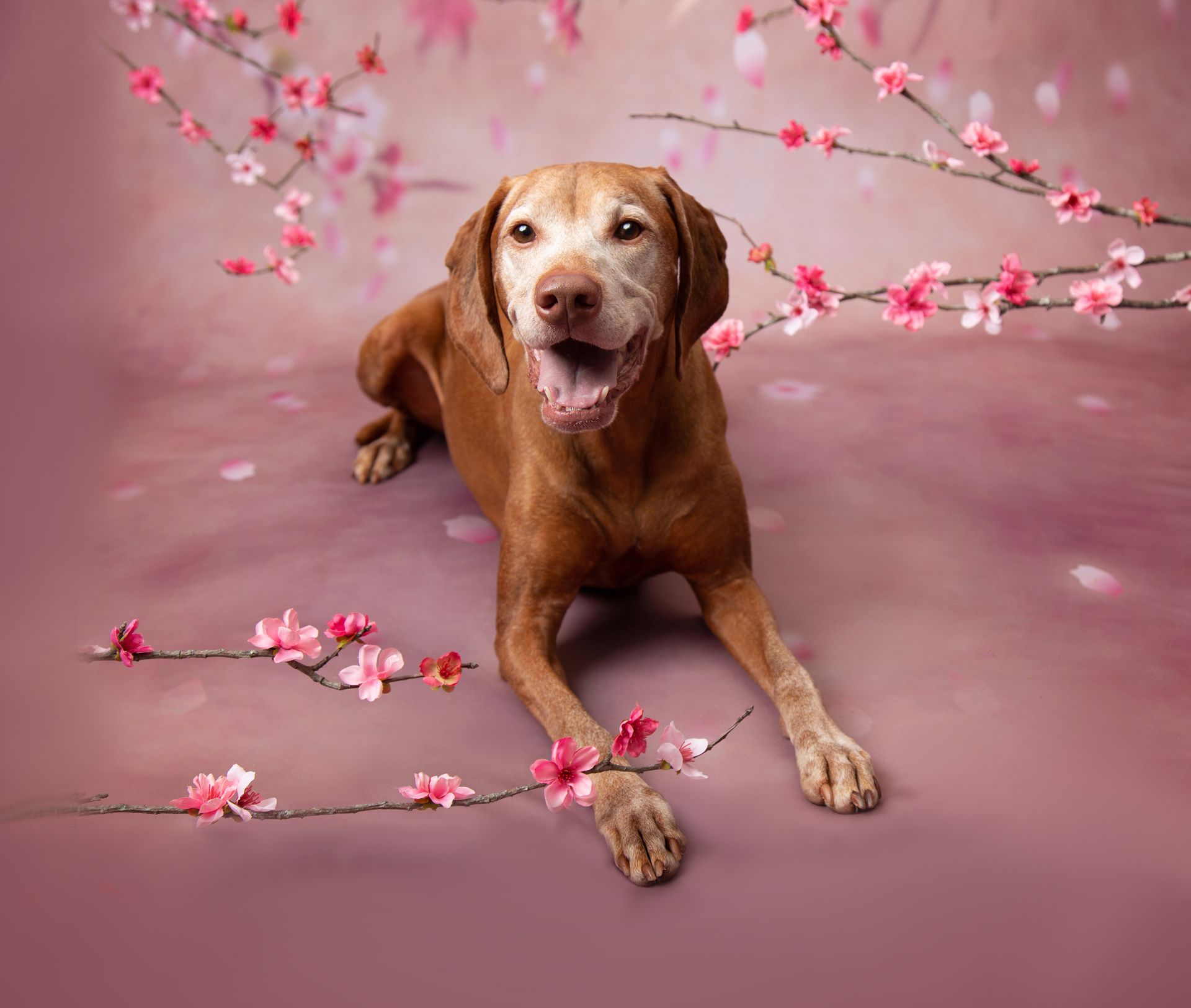 A brown dog is laying on a pink background with pink flowers.