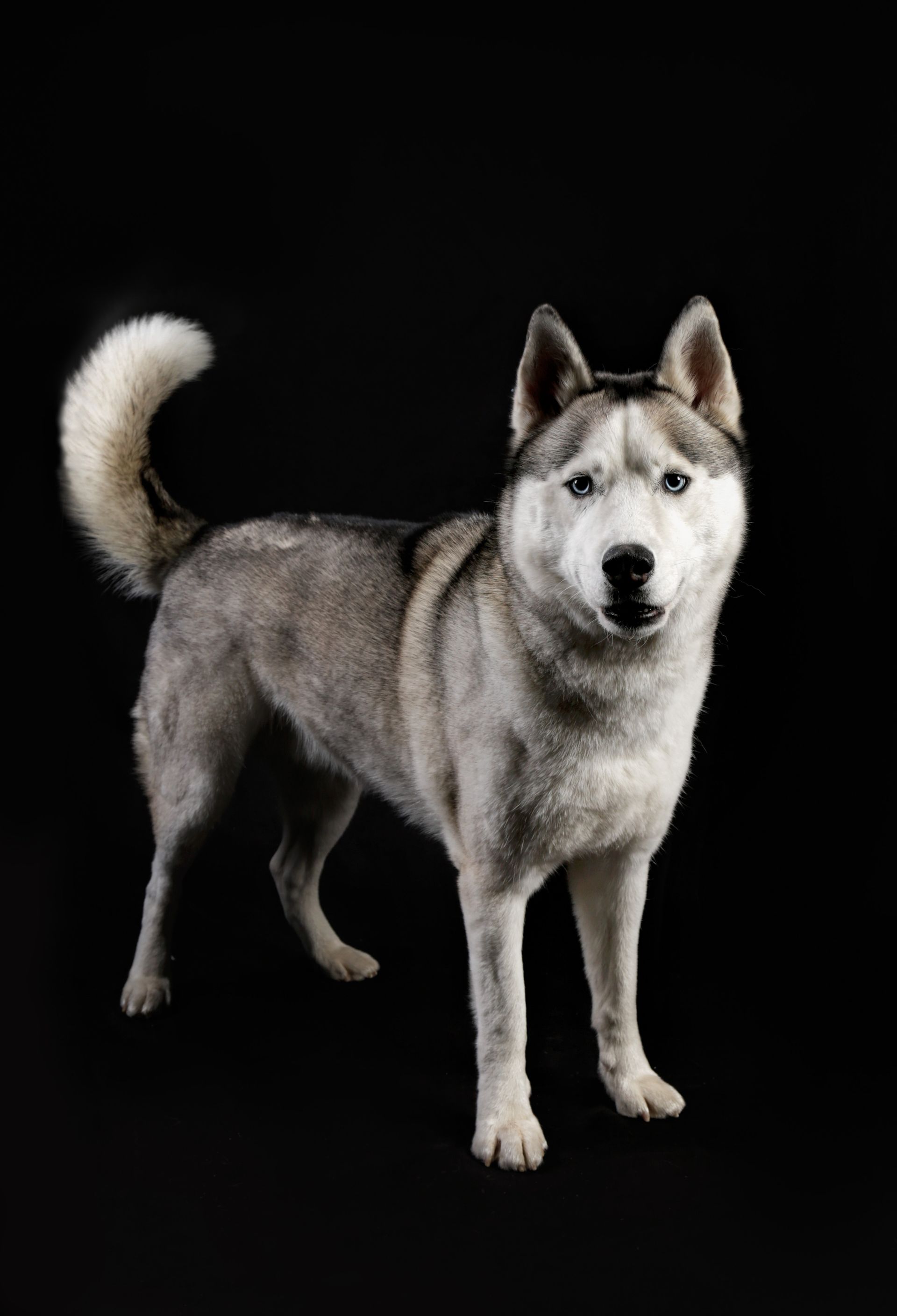 A husky dog is standing on a black background and looking at the camera.