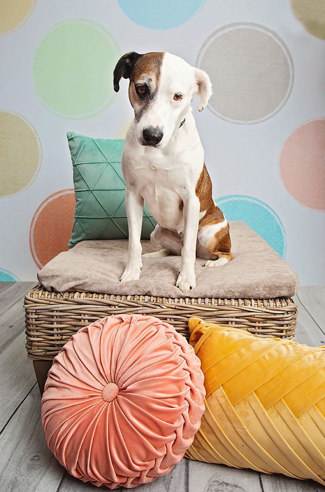 A brown and white dog is sitting on top of a wicker basket surrounded by pastel colored throw pillows.