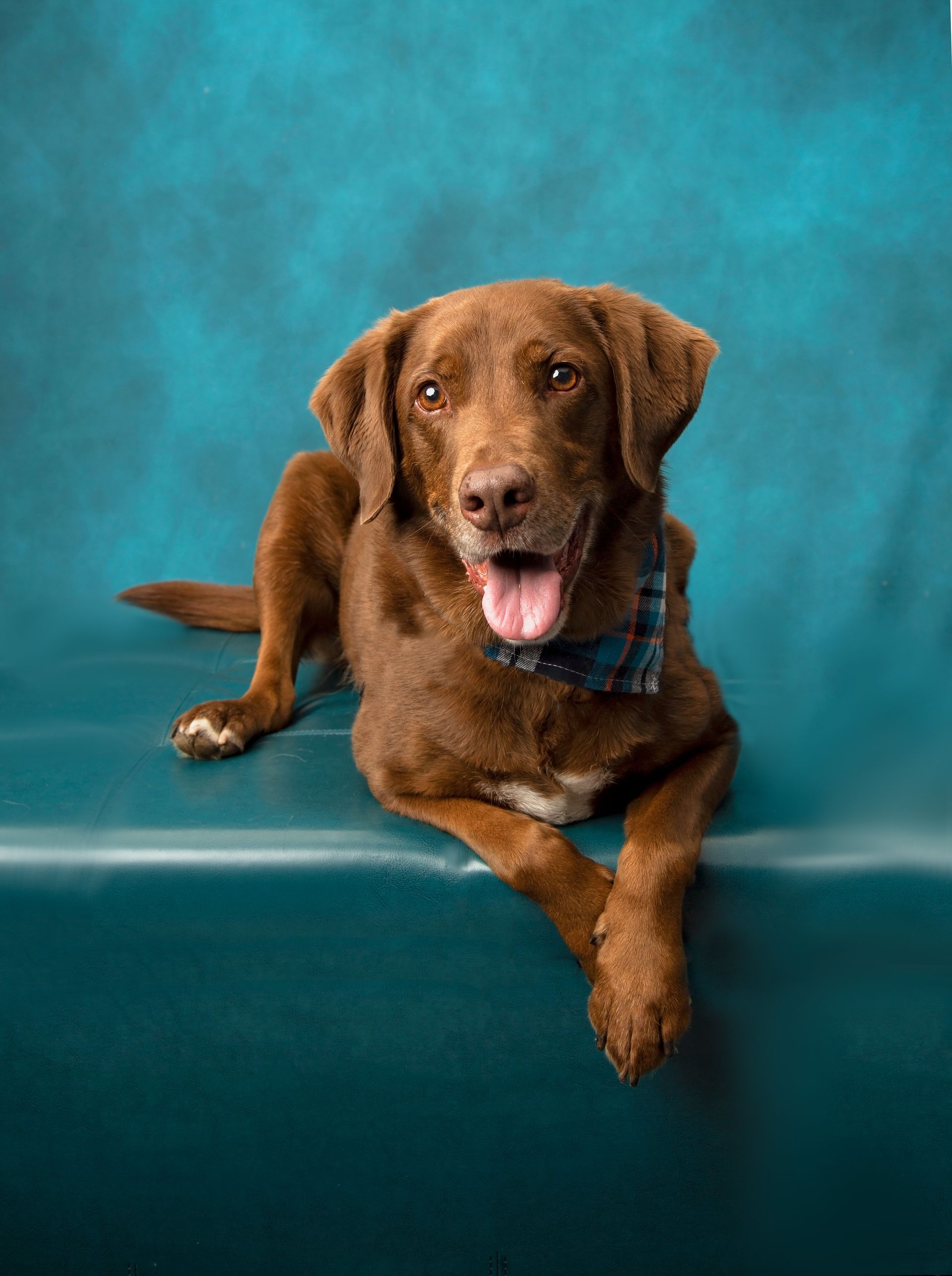 A brown dog is laying on a blue surface with its tongue hanging out.