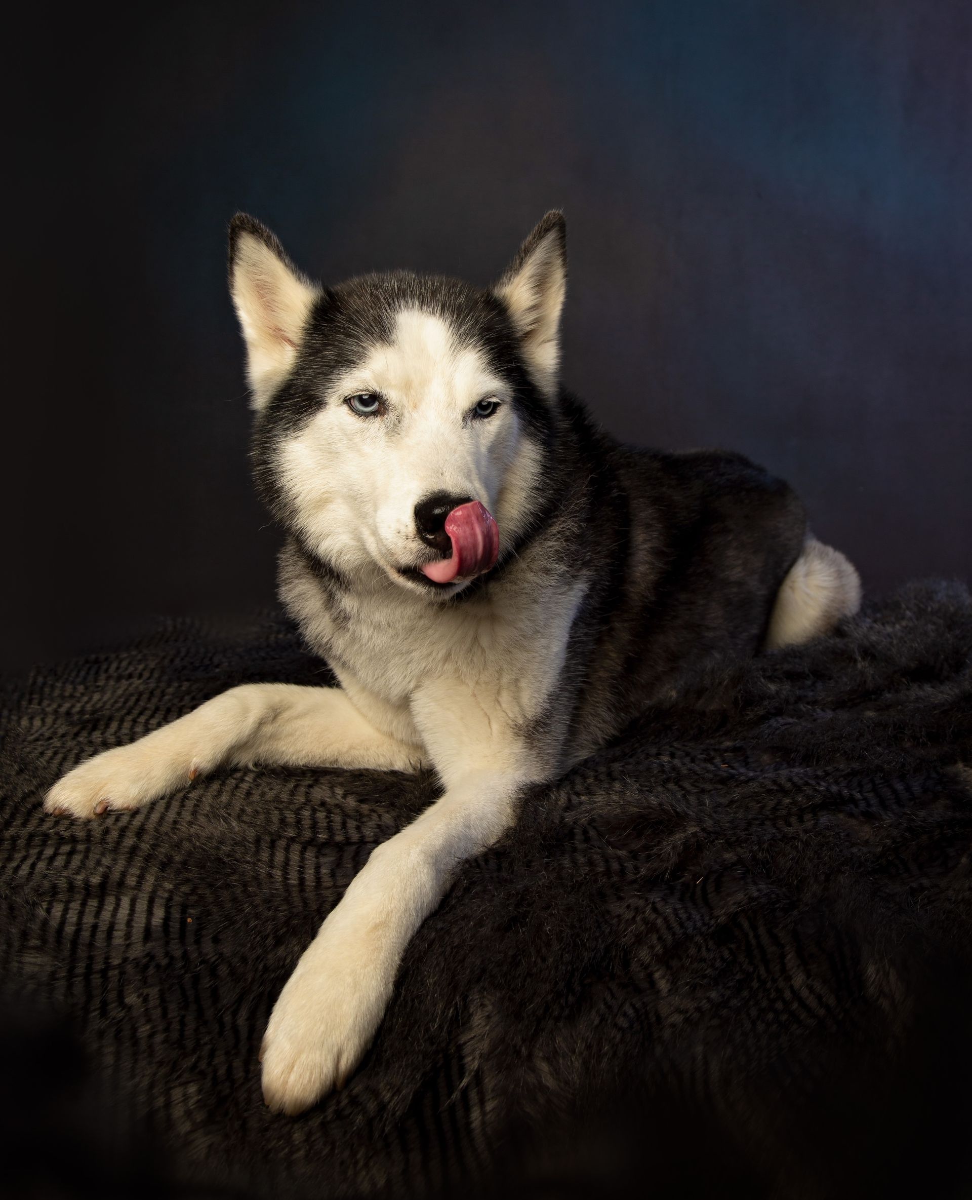 A black and white husky dog is licking its nose while laying on a blanket.