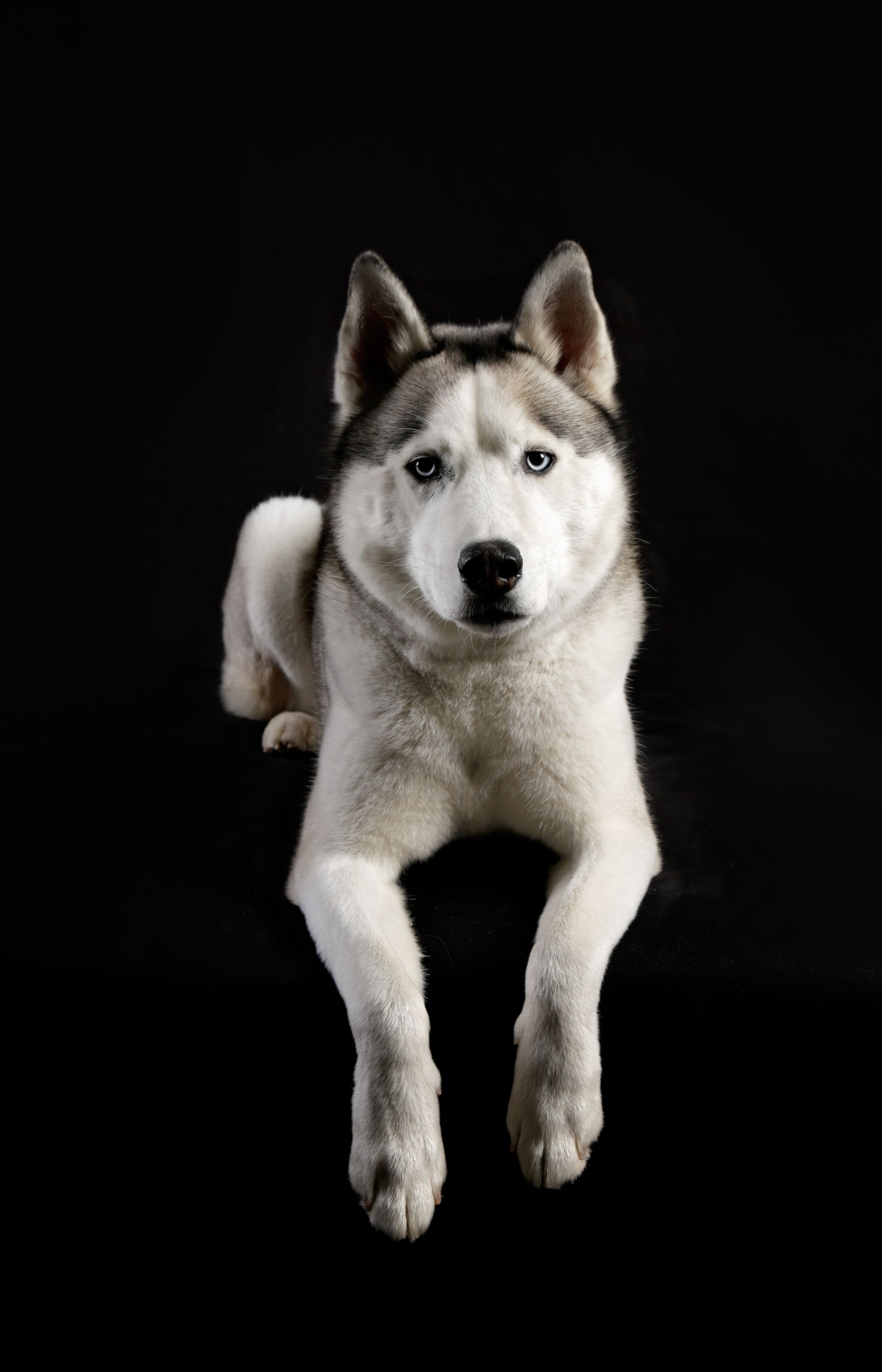 A husky dog is laying down on a black background and looking up at the camera.