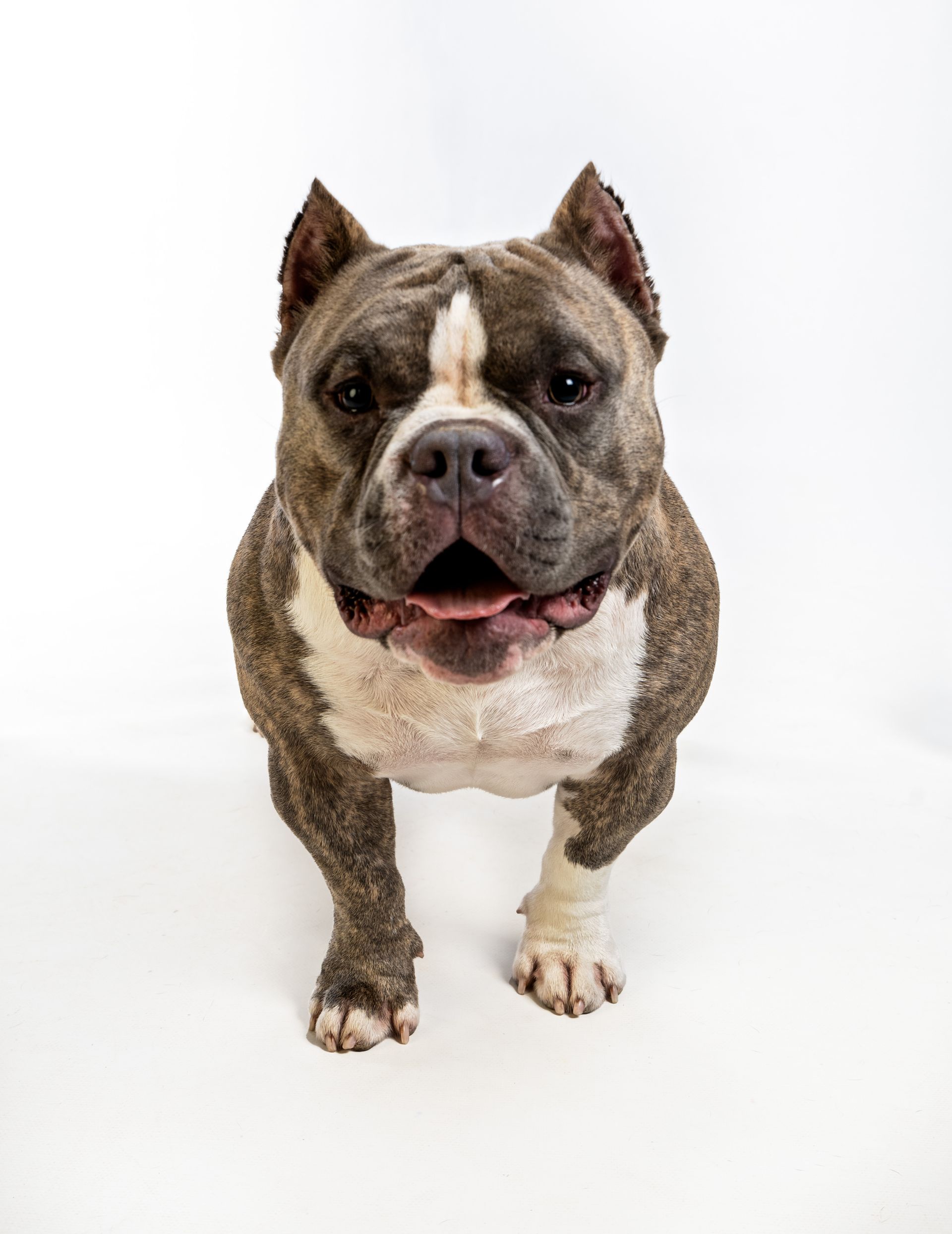 A brown and white dog is standing on a white surface and looking at the camera.