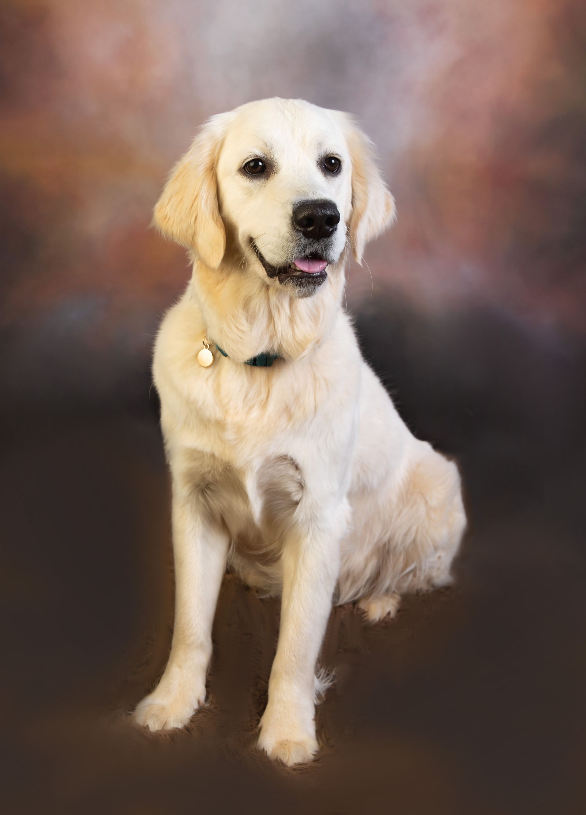 A white dog is sitting in front of a brown background.