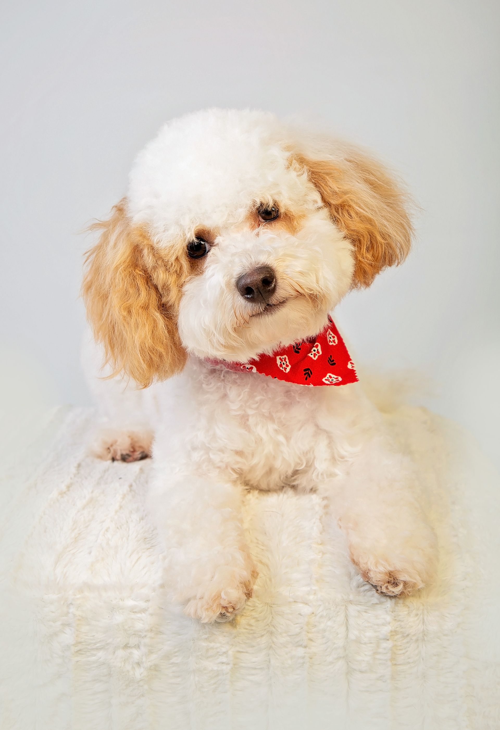 A white and brown toy poodle wearing a red bandana.