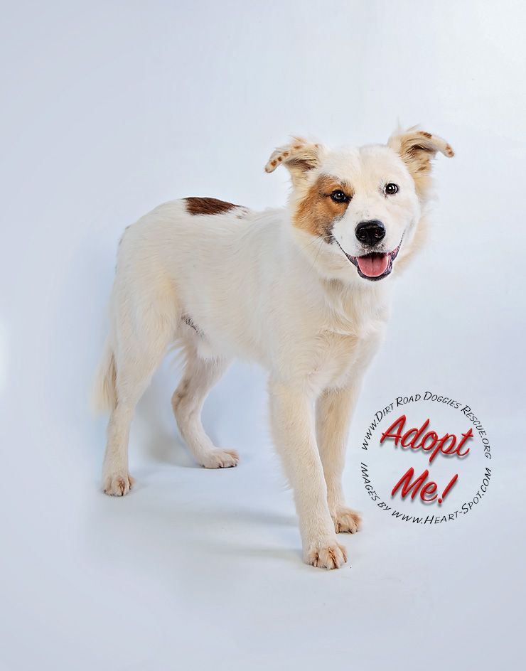 A white and brown dog is standing in front of a white background.