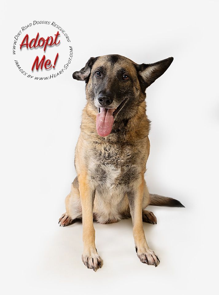 A dog is sitting on a white surface with its tongue hanging out.