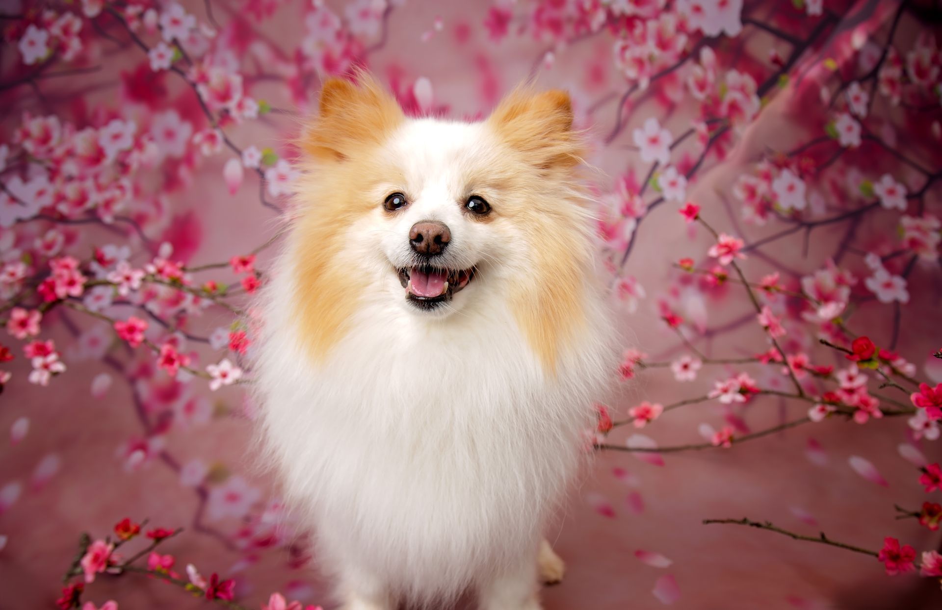 A pomeranian dog is standing in front of a pink background with cherry blossoms.