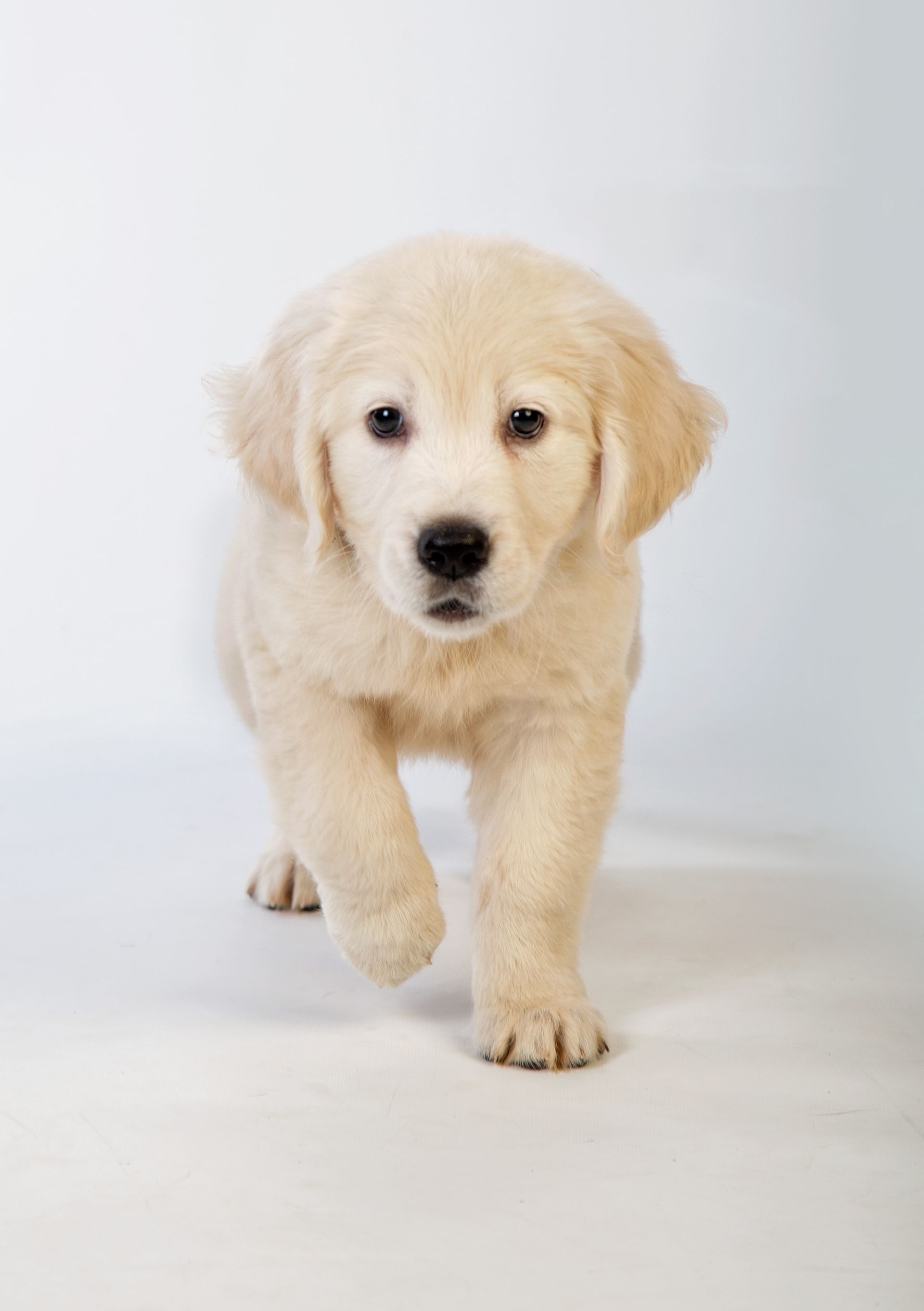 A golden retriever puppy is walking towards the camera on a white surface.