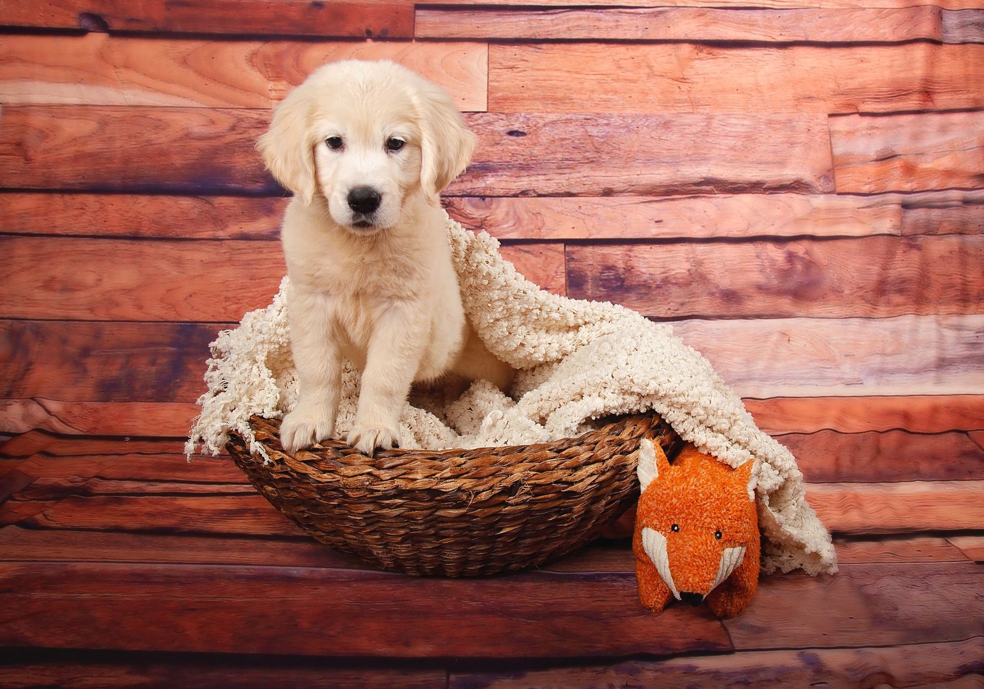 A fluffy golden retriever puppy is sitting in a basket next to a stuffed fox.