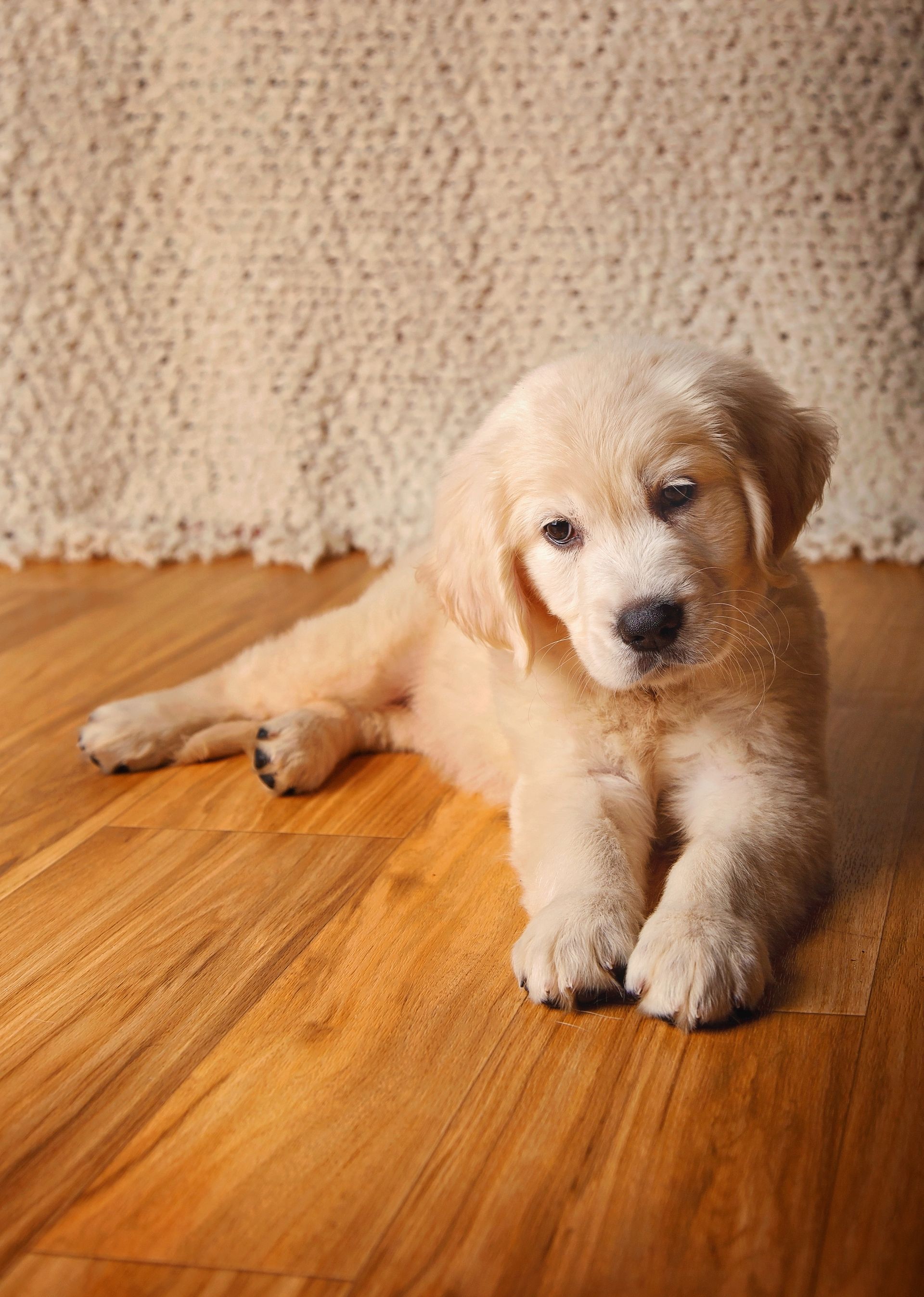 A puppy is laying on a wooden floor and looking at the camera.