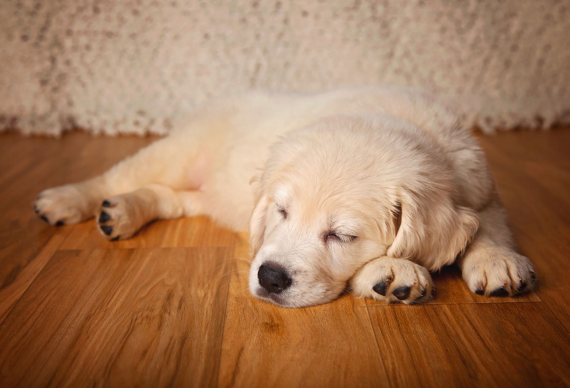 A white puppy is sleeping on a wooden floor.