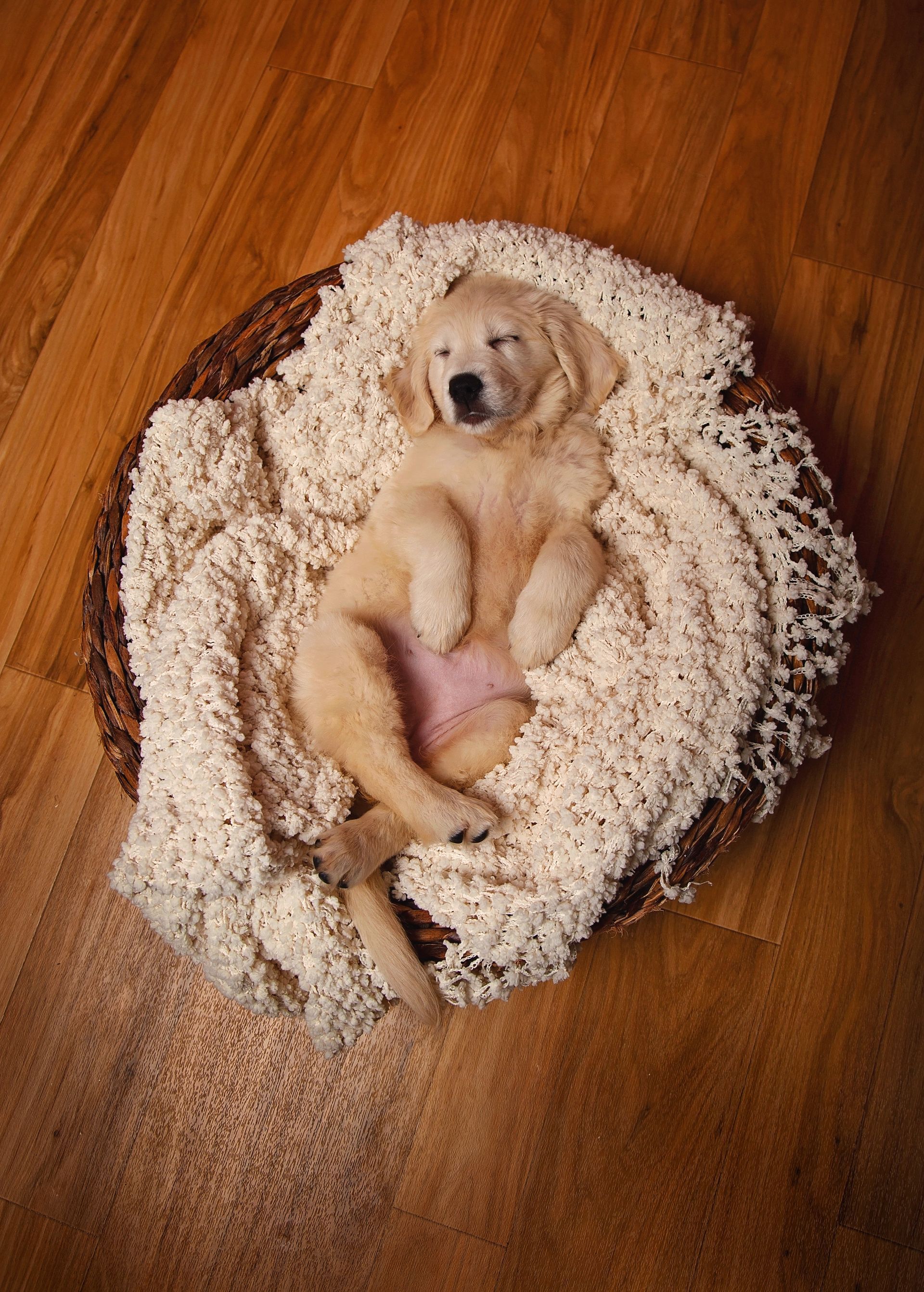A puppy is sleeping in a basket on a wooden floor.