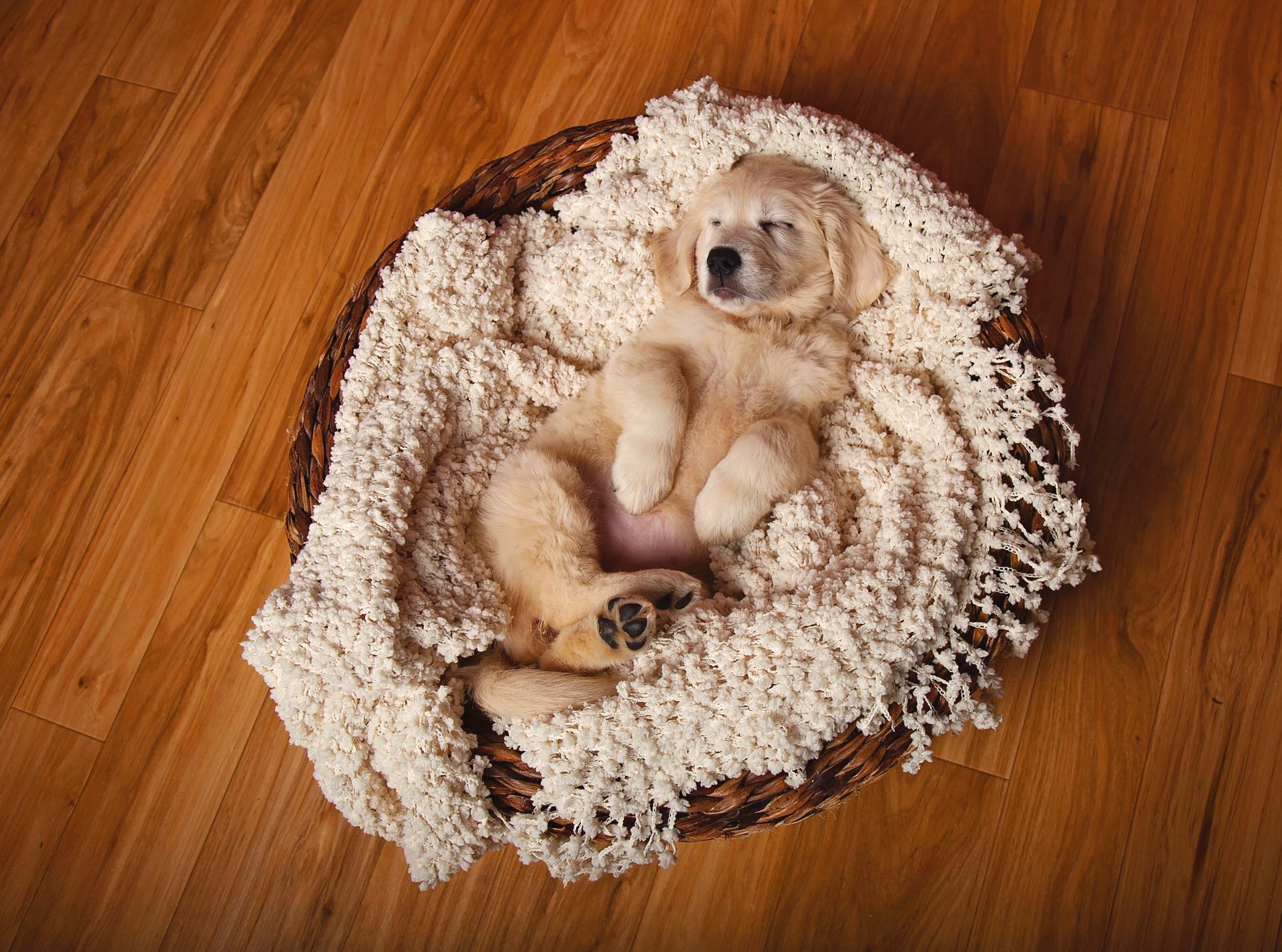 A puppy is sleeping in a basket on a wooden floor.