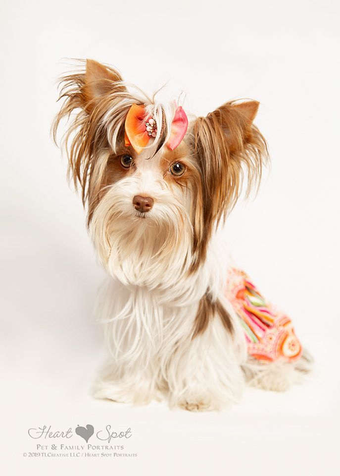 A small brown and white dog wearing a pink bow on its head.